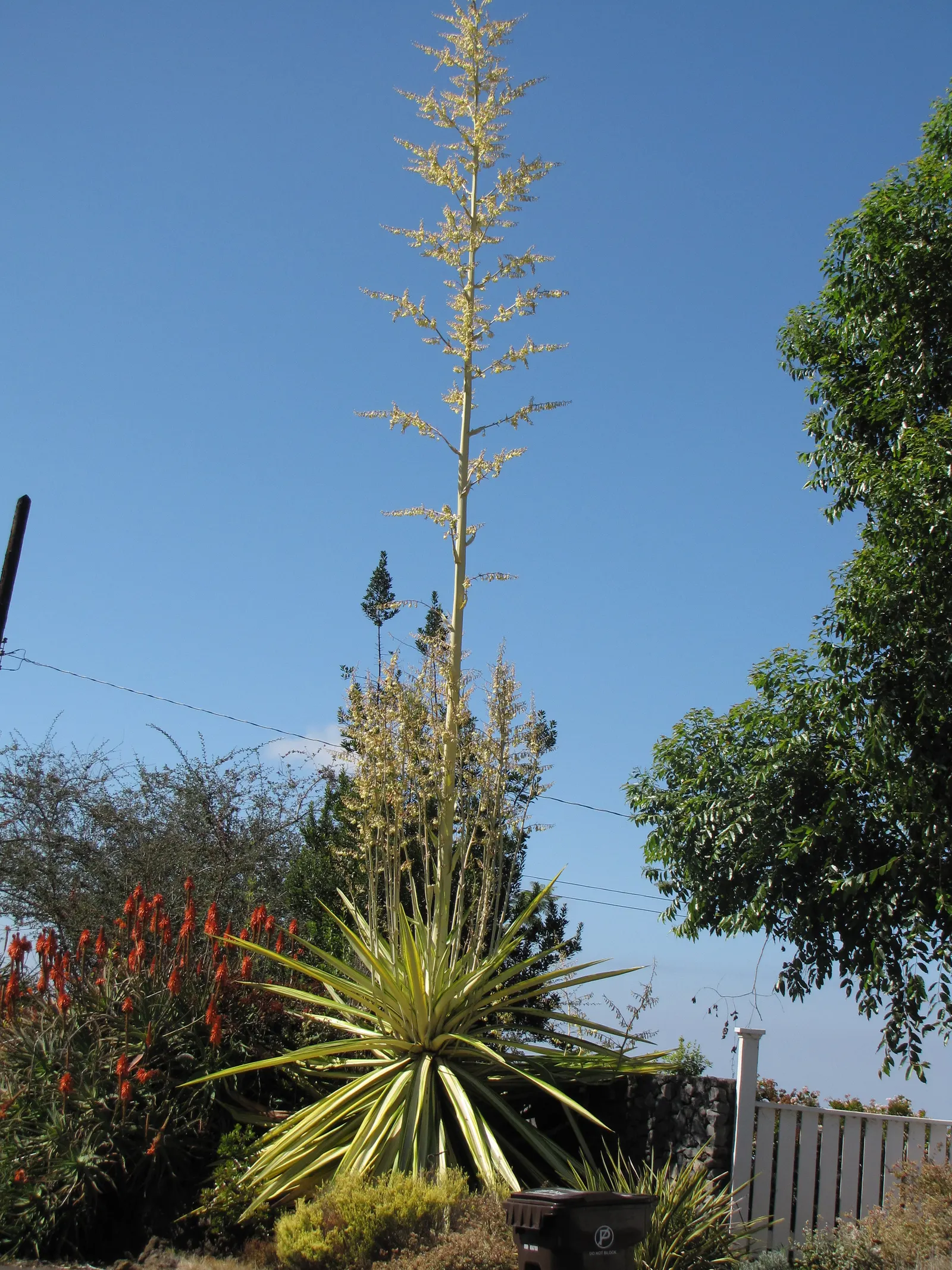 Furcraea Foetida — commonly referred to as Giant Cabuya or Mauritius Hemp; displaying clusters of greenish-white, image 65