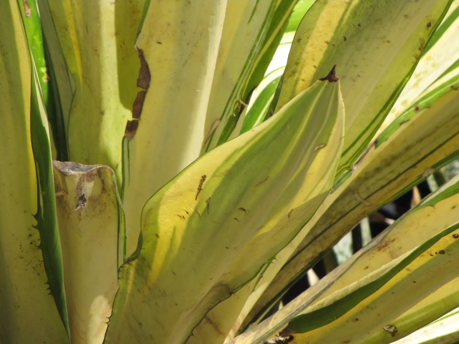 Furcraea Foetida — In summer, it may produce a towering flower spike adorned with creamy-white blossoms; native to the Caribbean and northern South, image 64