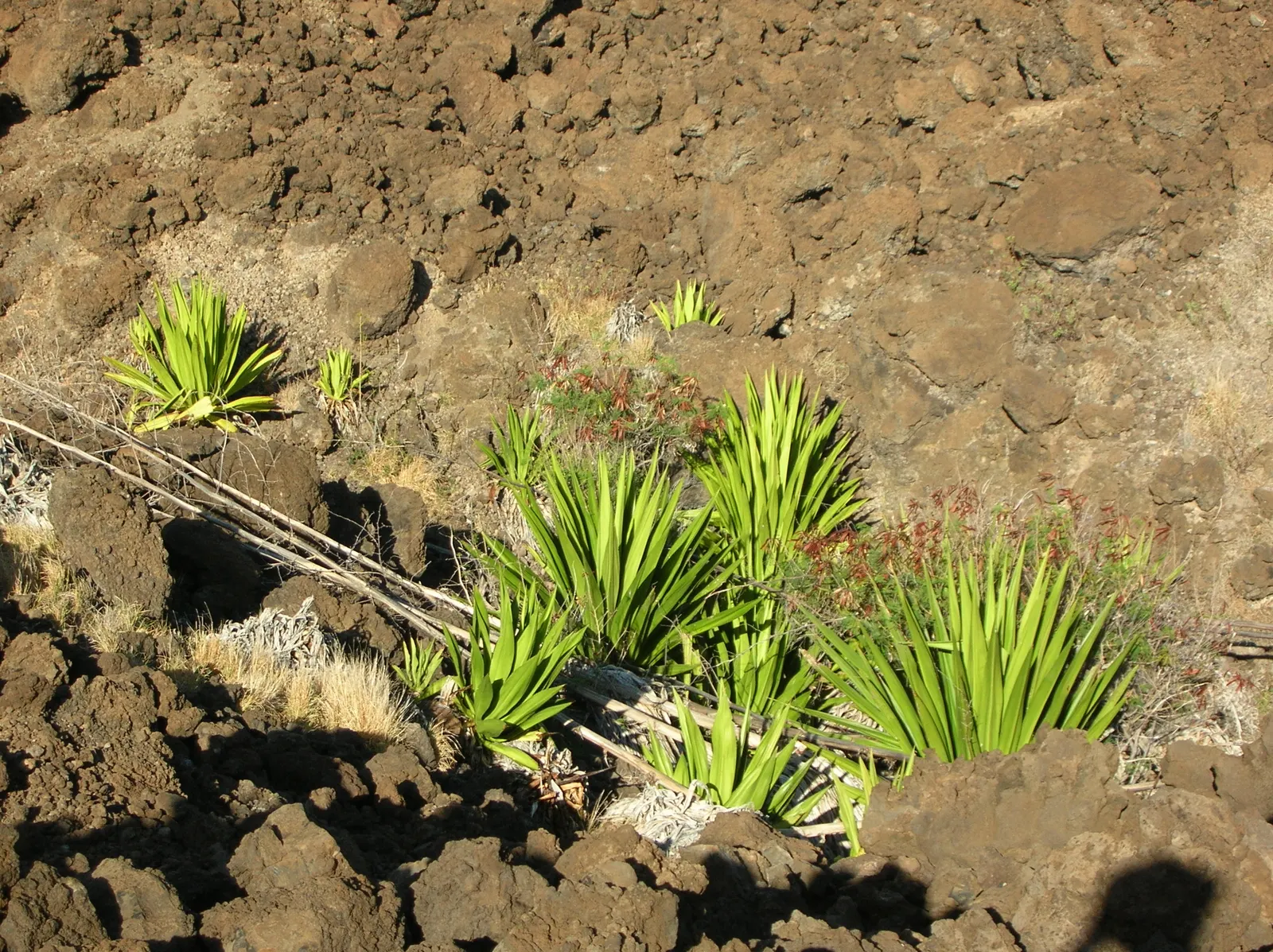 Furcraea Foetida — While generally slow-growing