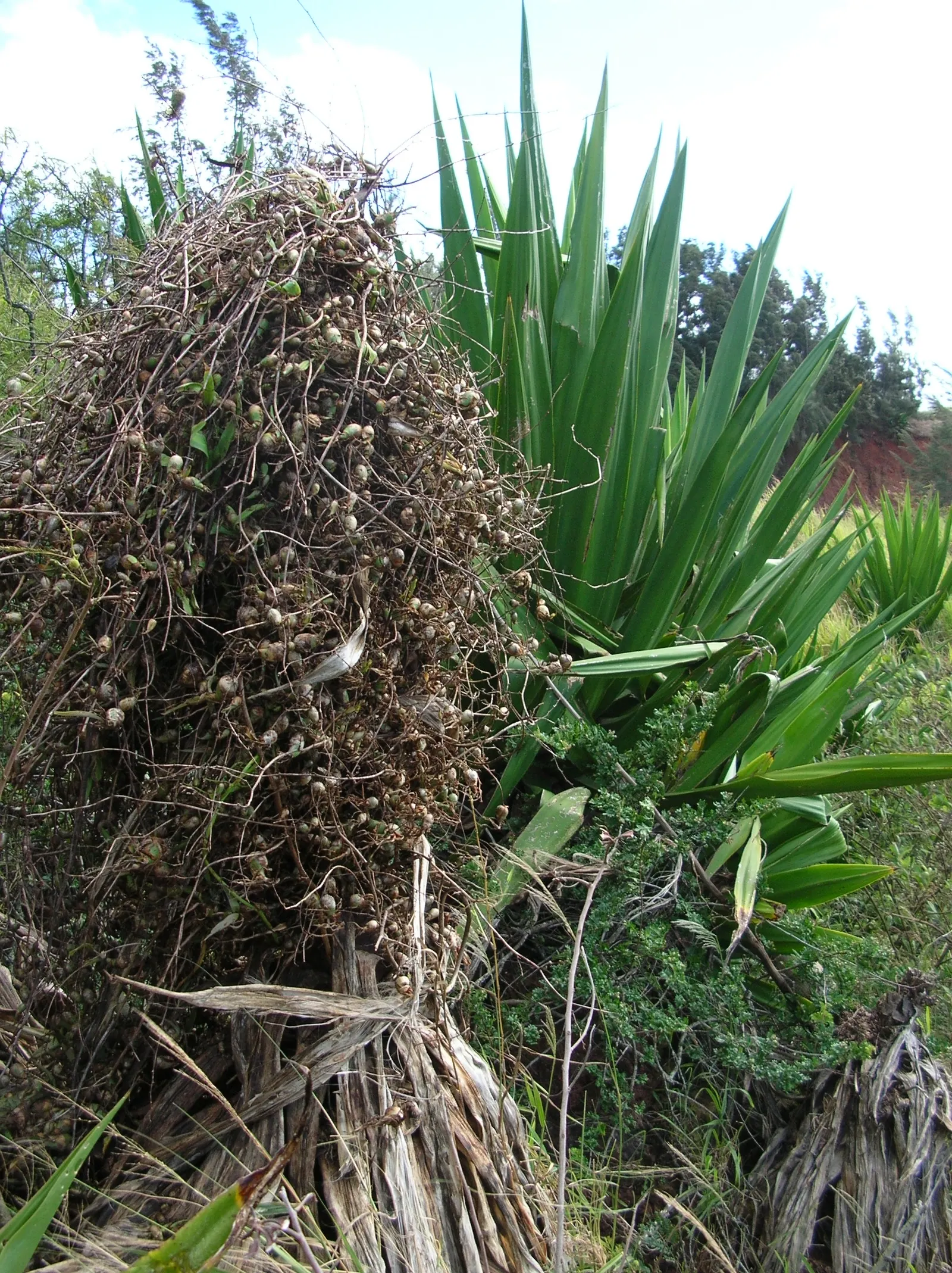 Furcraea Foetida — these offsets can be used for propagation; in summer, it may produce a towering flower spike adorned with creamy-white blossoms