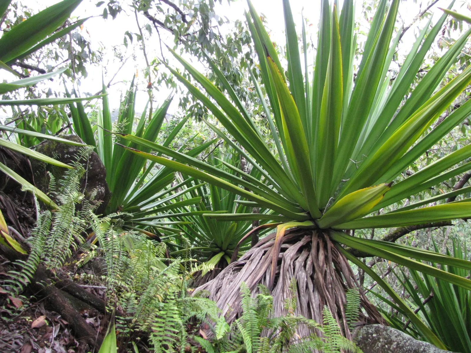 Furcraea Foetida — sword-shaped leaves that can grow up to 6 feet in length and 4 to 6 inches in width; semi-succulent plant that brings a bold, image 72