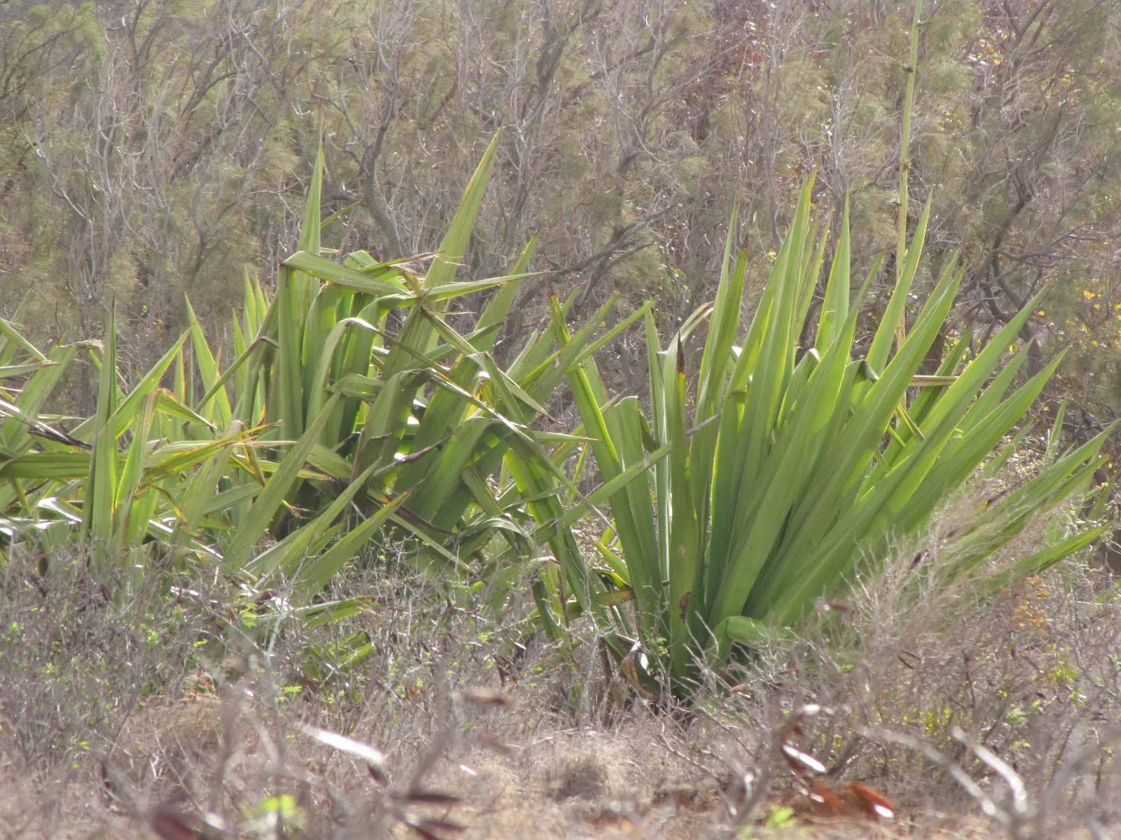 Furcraea Foetida — In summer, it may produce a towering flower spike adorned with creamy-white blossoms; native to the Caribbean and northern South America