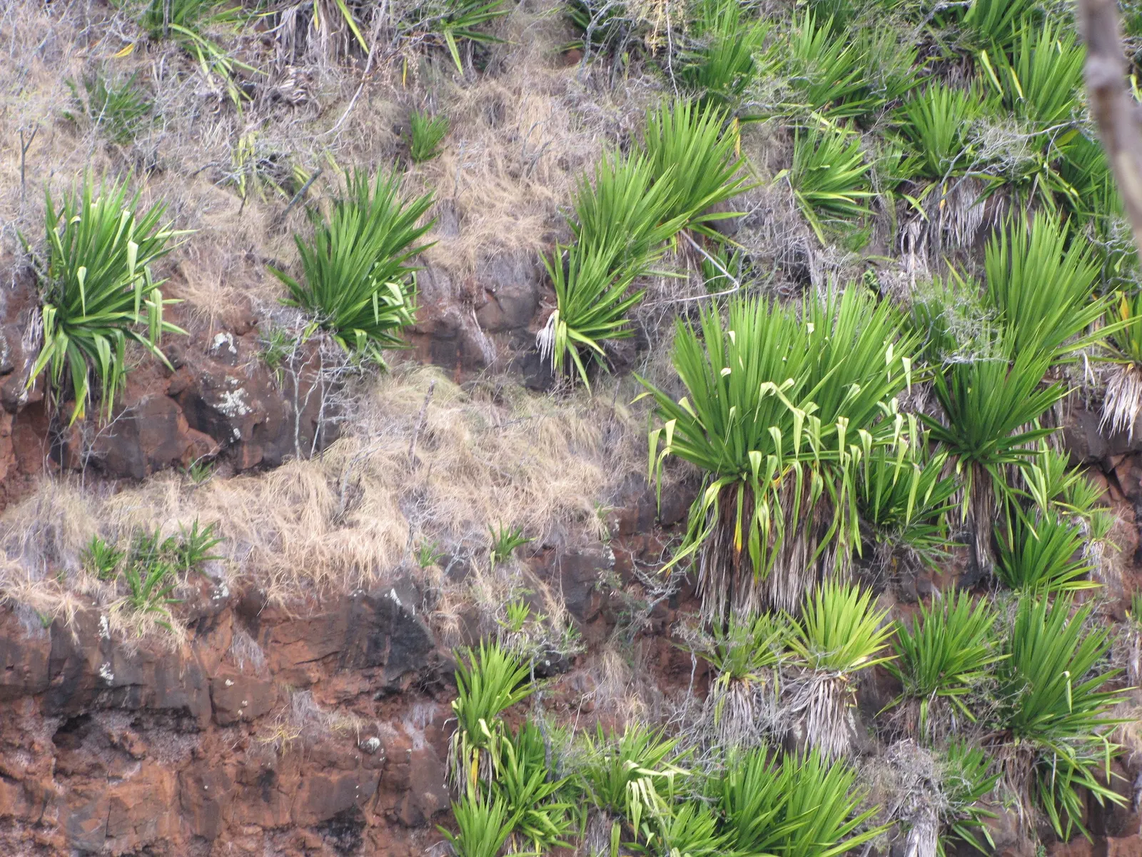 Furcraea Foetida — architectural quality to any landscape design