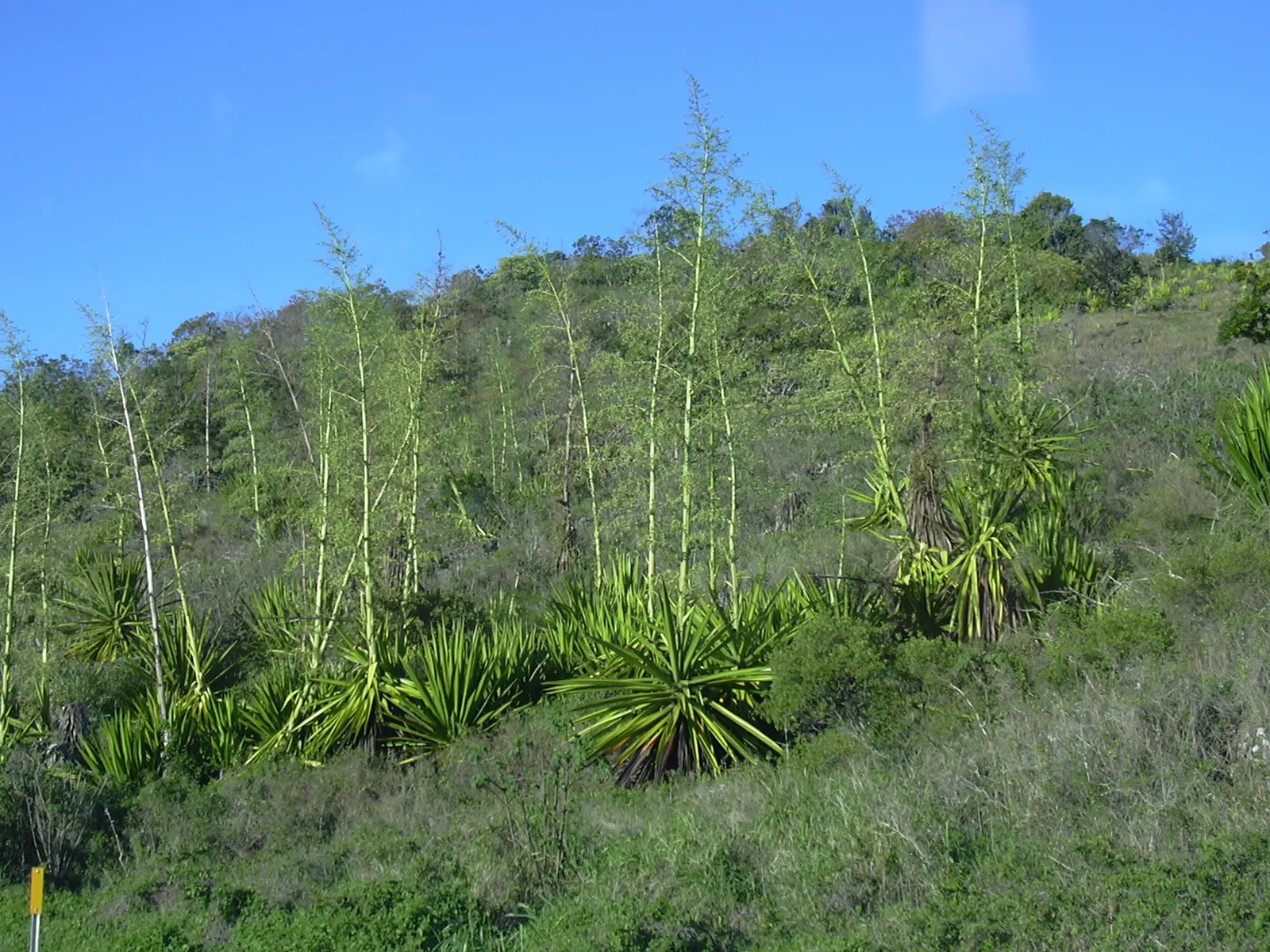 Furcraea Foetida — Native to the Caribbean and northern South America