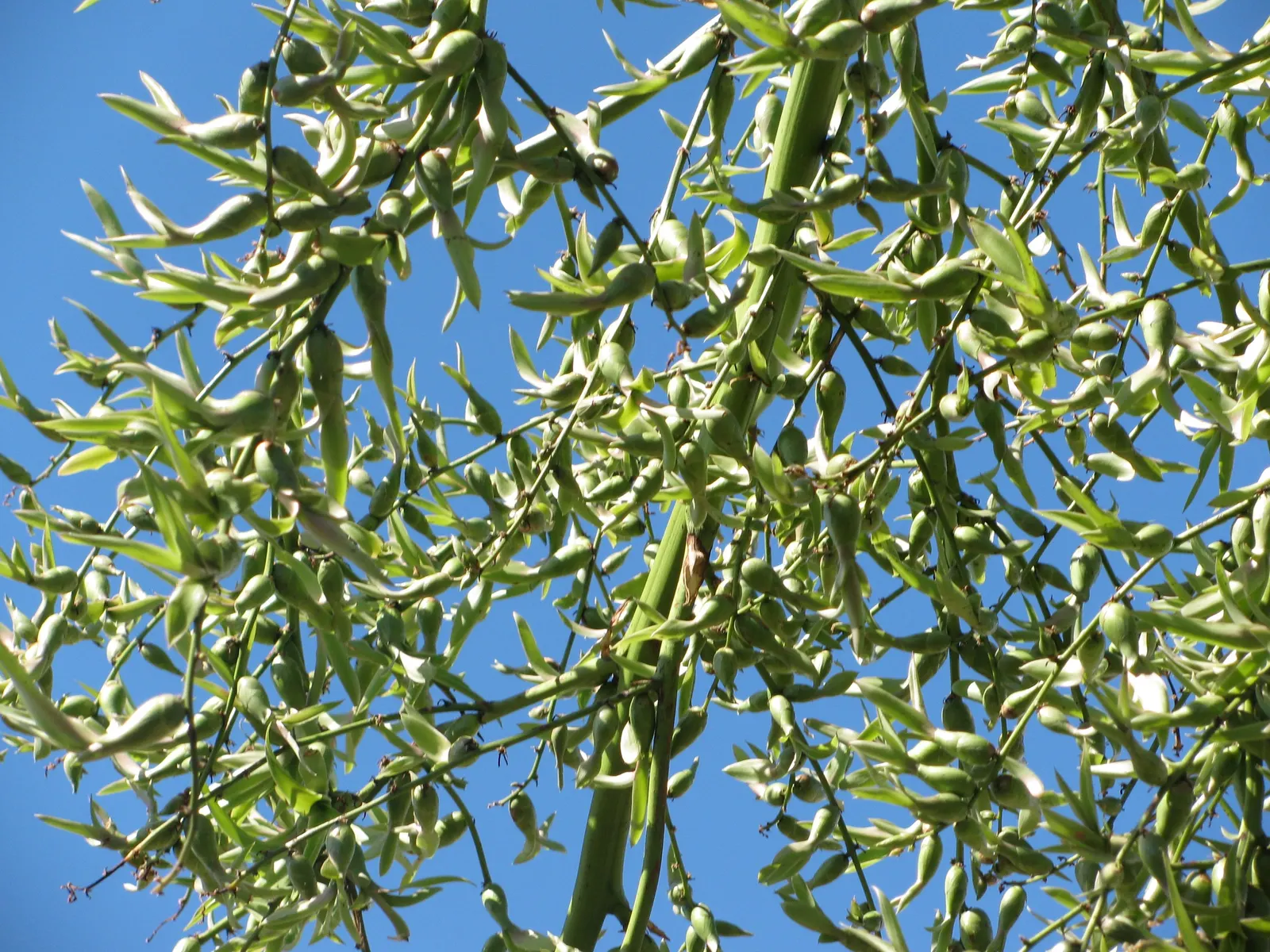 Furcraea Foetida — white flowers in the garden; with a spread of 6 to 8 feet upon maturity