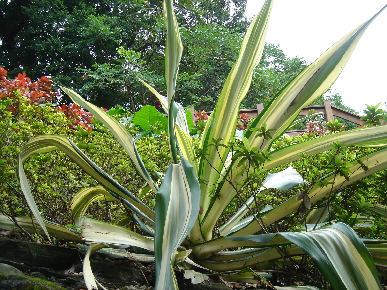 Furcraea Foetida — Furcraea foetida will produce a dramatic flower spike after several years that can reach upwards of 20 feet; these offsets can be used for
