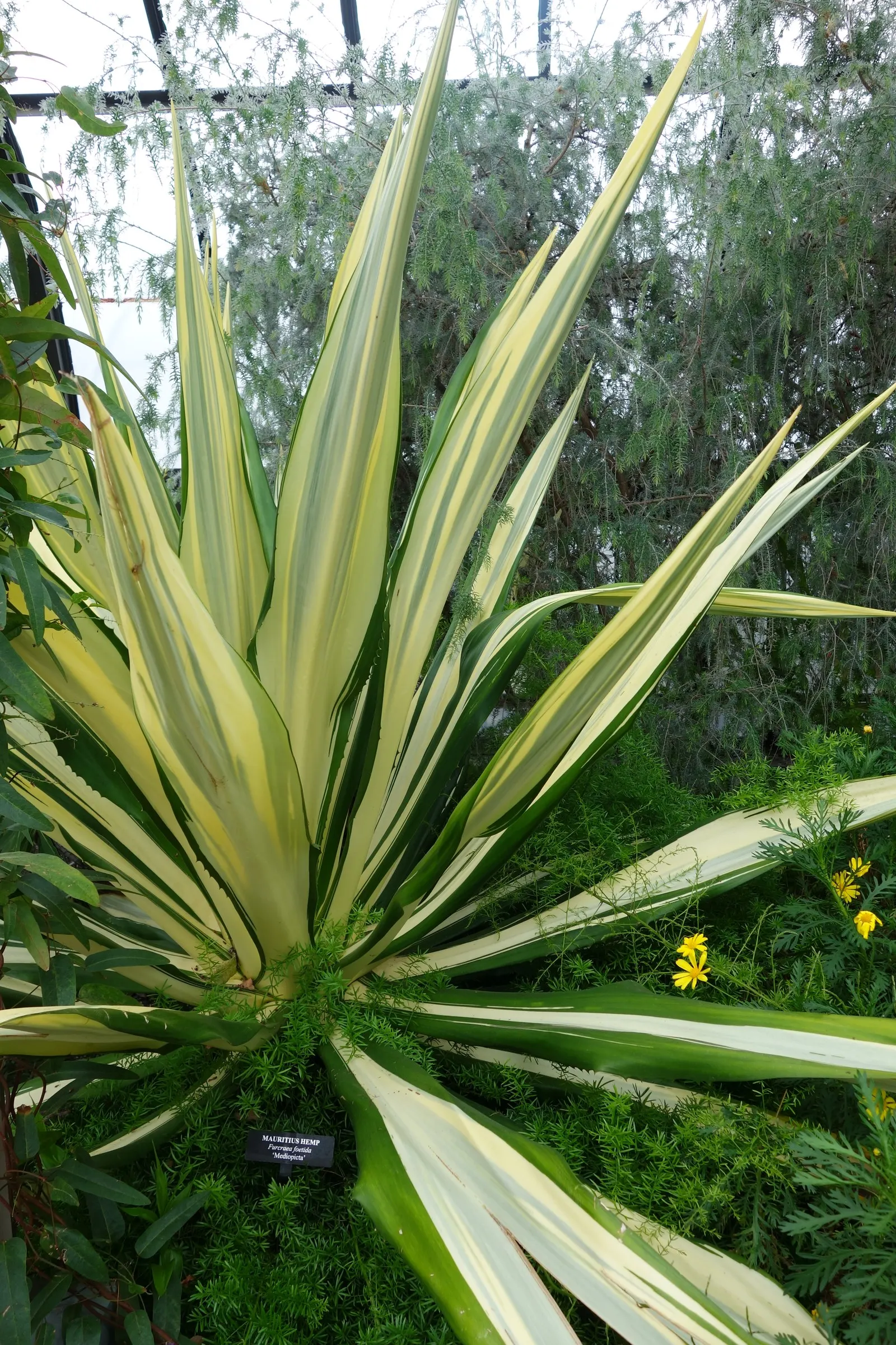 Furcraea Foetida — succulent plant with a stunning rosette of sword-shaped leaves; this impressive species can reach heights of up to 10 feet, image 60