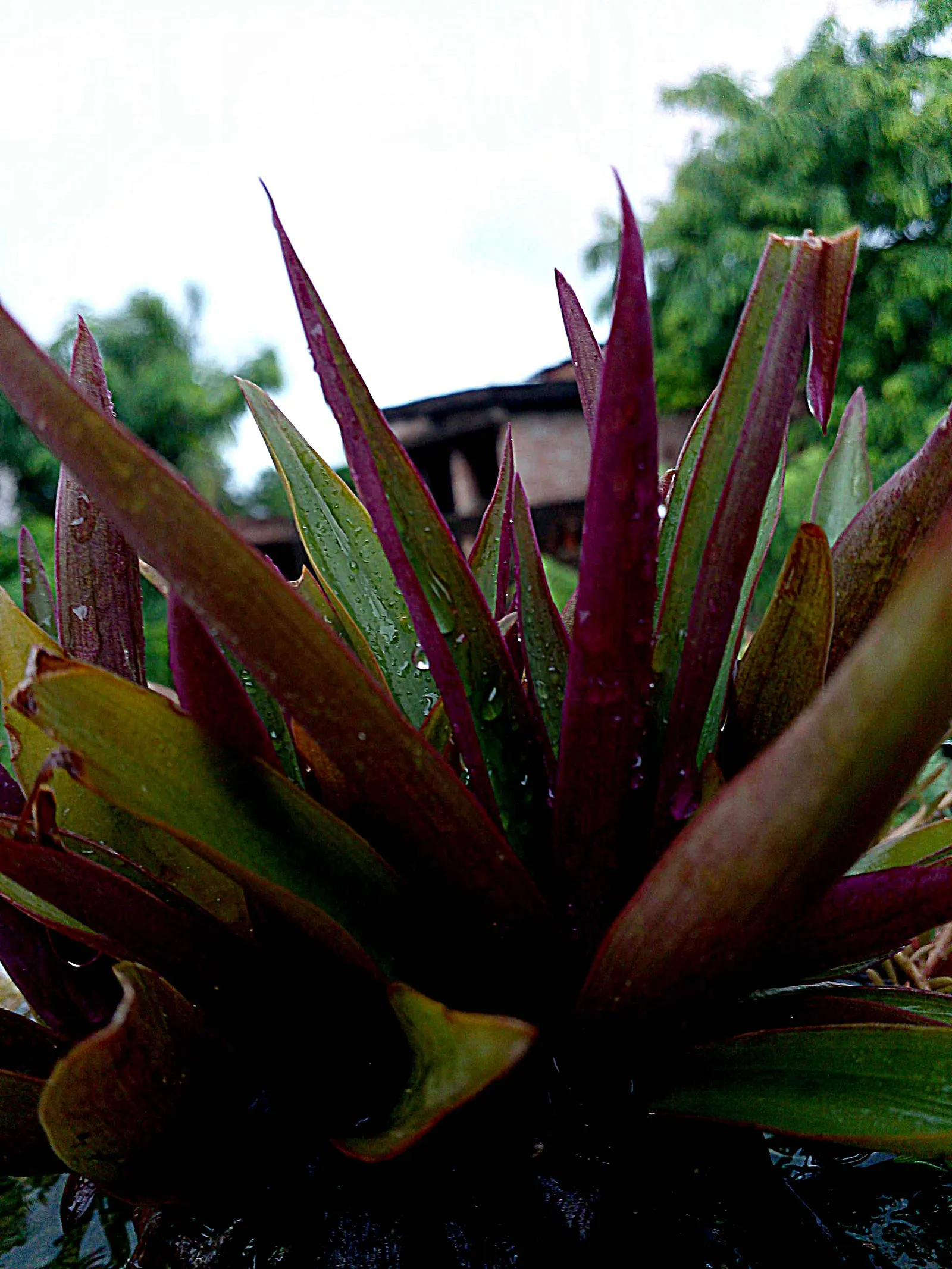 Furcraea Foetida — succulent plant with a stunning rosette of sword-shaped leaves