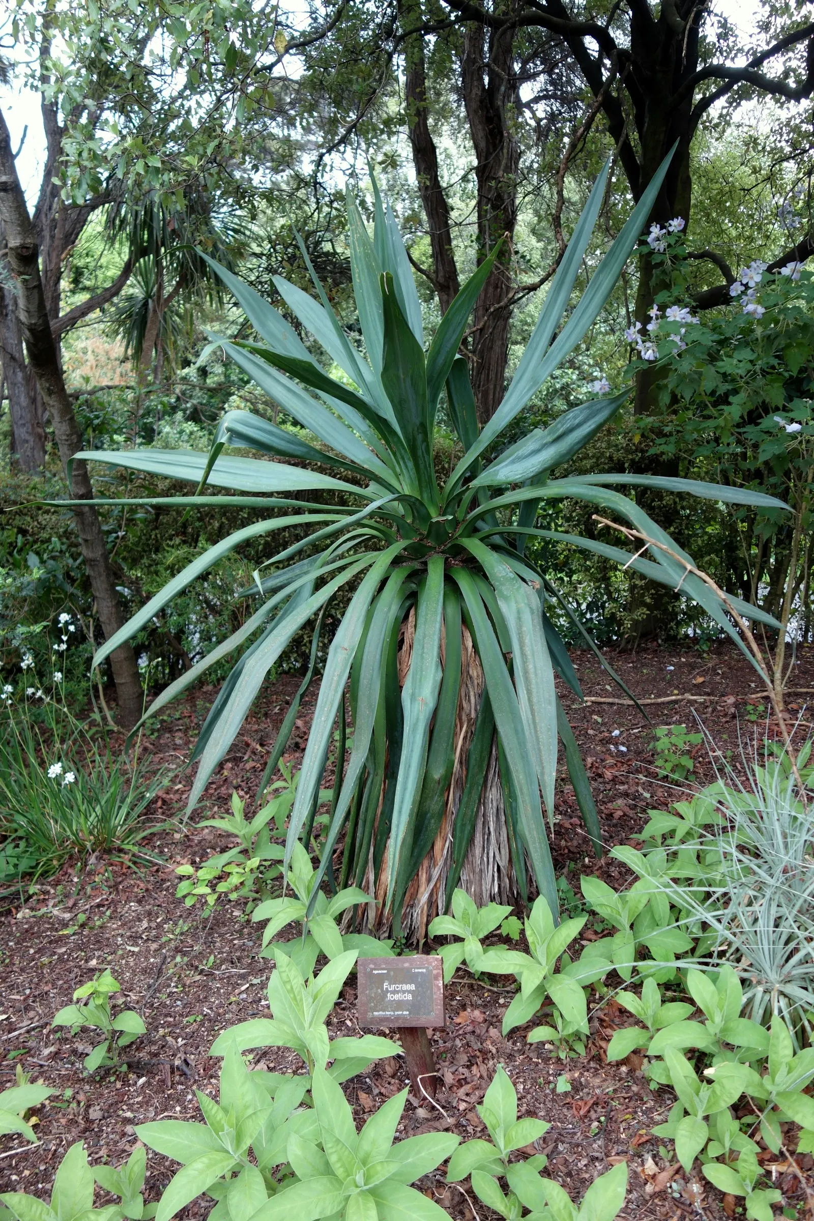Furcraea Foetida — This architectural plant can grow up to 10 feet tall and equally wide