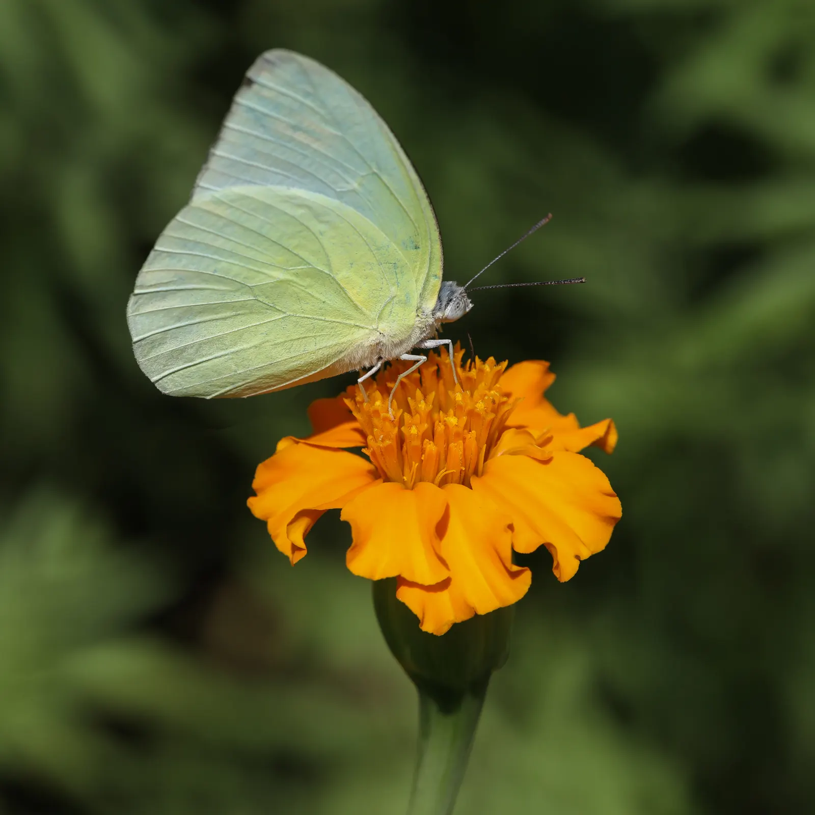 Mexican Tarragon (Tagetes Lucida) — anise-flavored leaves and golden-yellow flowers