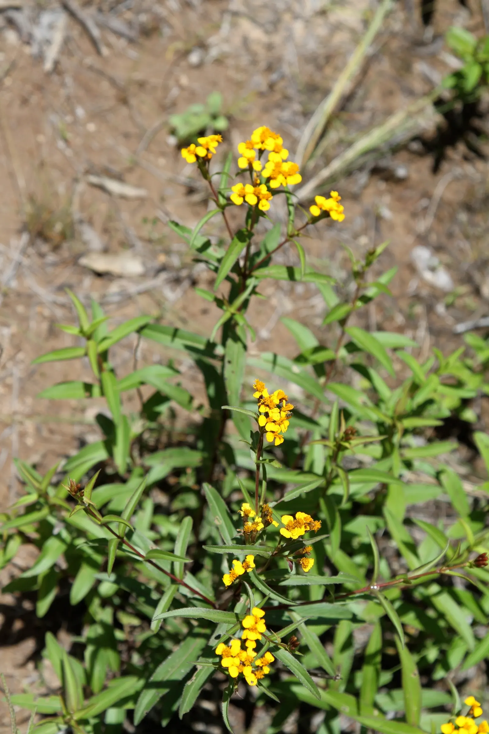 Mexican Tarragon (Tagetes Lucida) — Mexican Tarragon (Tagetes lucida)