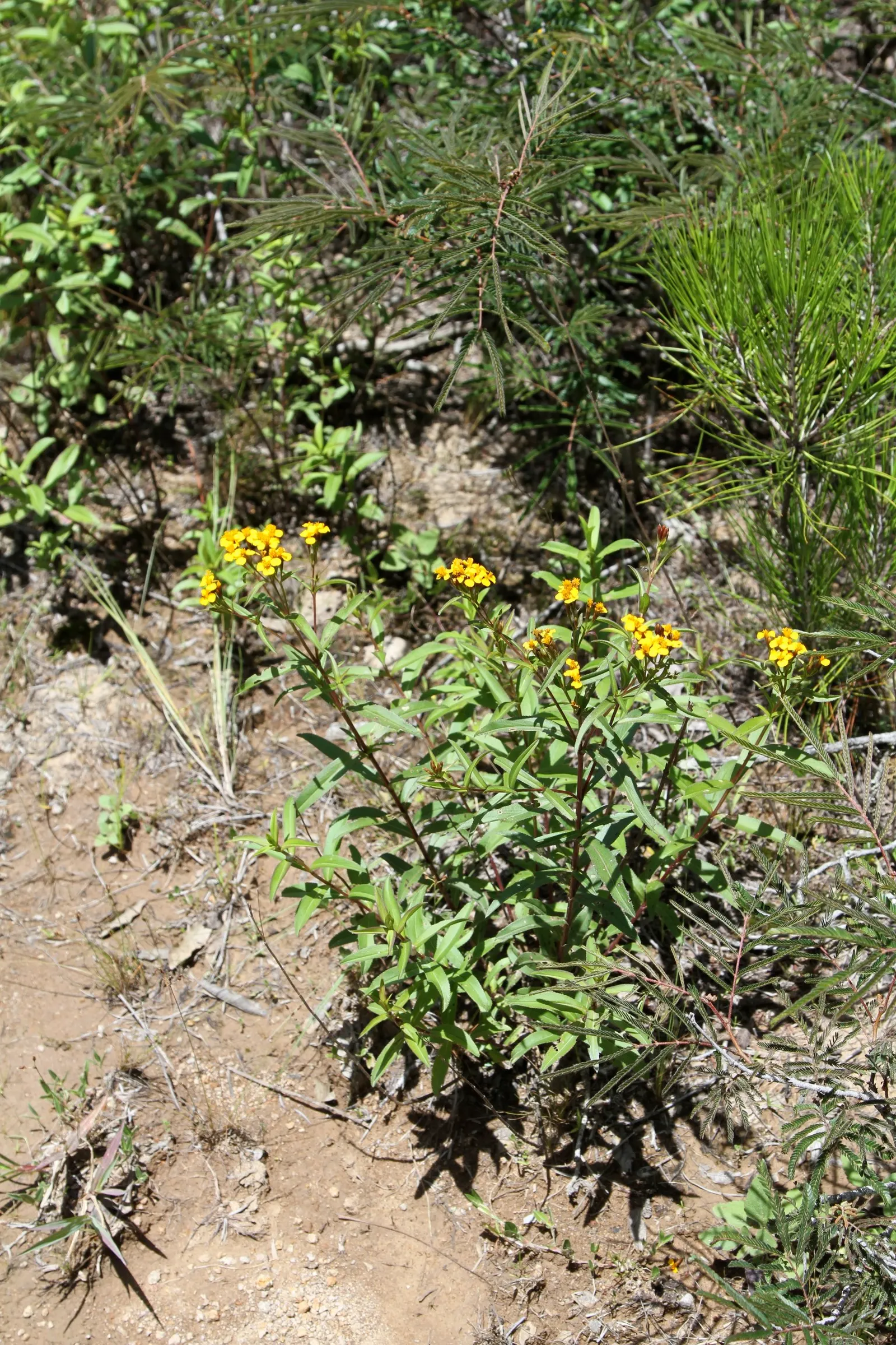 Mexican Tarragon (Tagetes Lucida) — it's excellent for borders