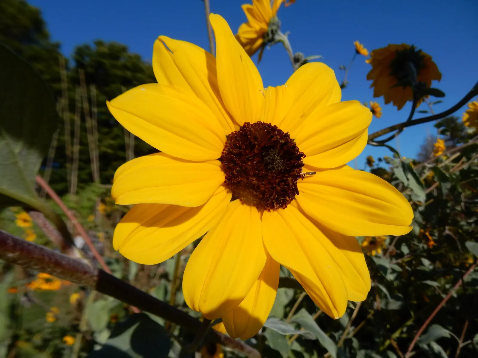 Mexican Tarragon (Tagetes Lucida) — requiring minimal care while delivering continuous interest and utility