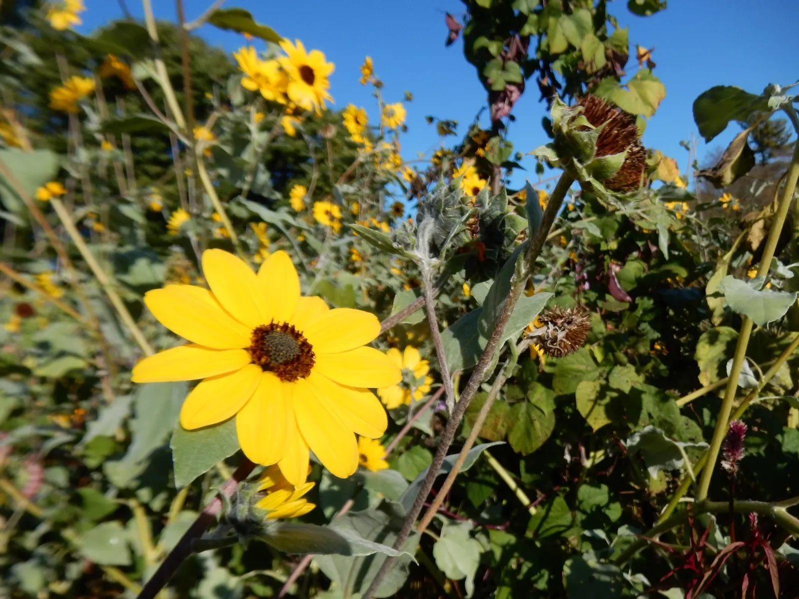Mexican Tarragon (Tagetes Lucida) — perennial with gold and yellow blooms