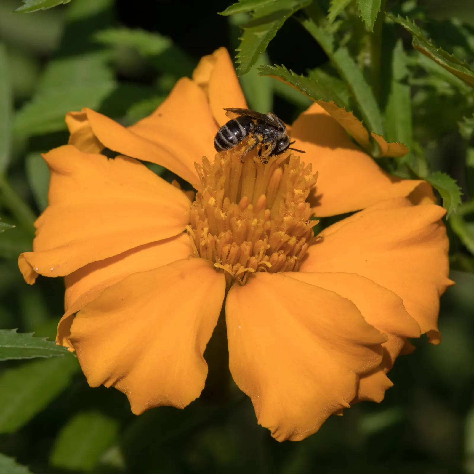 Mexican Tarragon (Tagetes Lucida) — Tagetes lucida flourishes in USDA hardiness zones 8 through 11