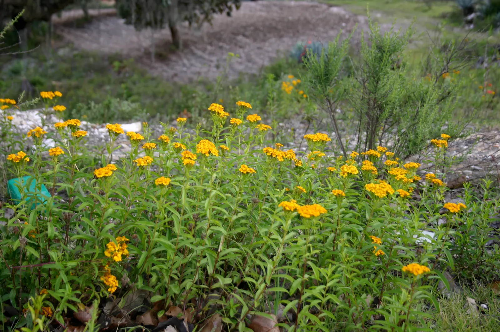 Mexican Tarragon (Tagetes Lucida) — Its vibrant yellow flowers bloom late summer to fall, complementing glossy green leaves