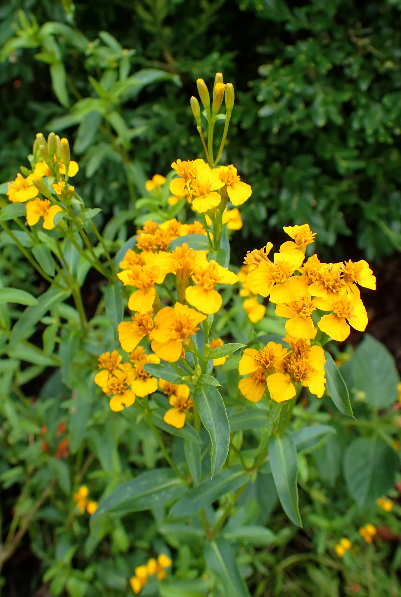 Mexican Tarragon (Tagetes Lucida) — Mexican Tarragon performs well in borders