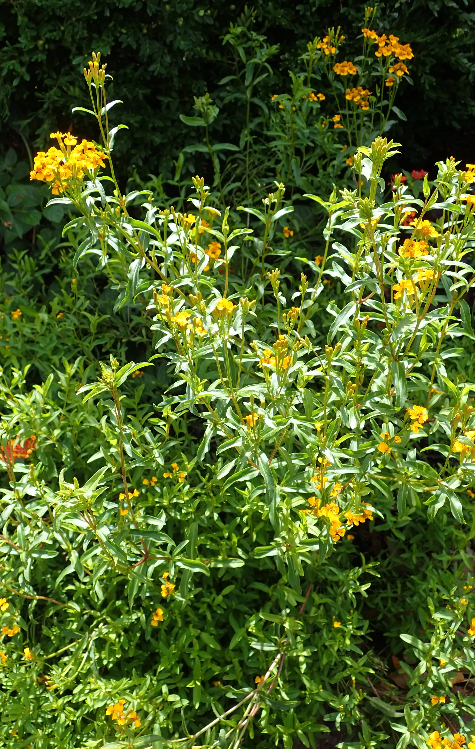Mexican Tarragon (Tagetes Lucida) — It's also used in herbal teas