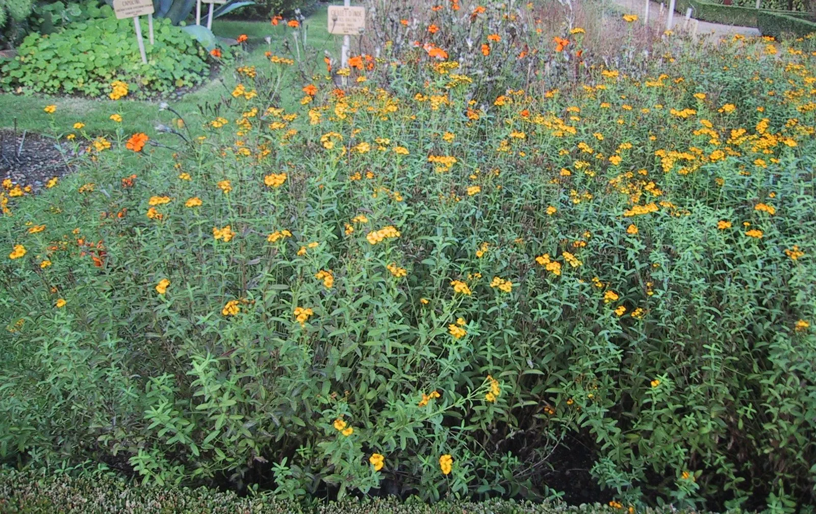 Mexican Tarragon (Tagetes Lucida) — Mexican Tarragon offers a beautiful and practical addition to landscape designs