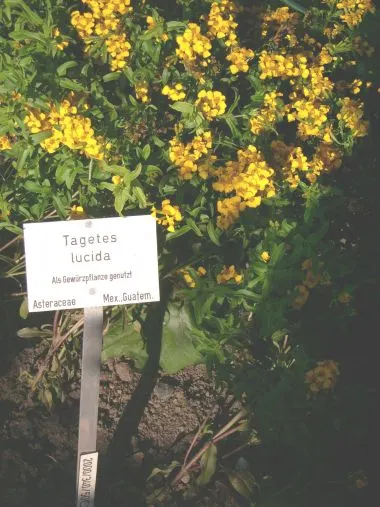 Mexican Tarragon (Tagetes Lucida) — adding dynamic life to the garden
