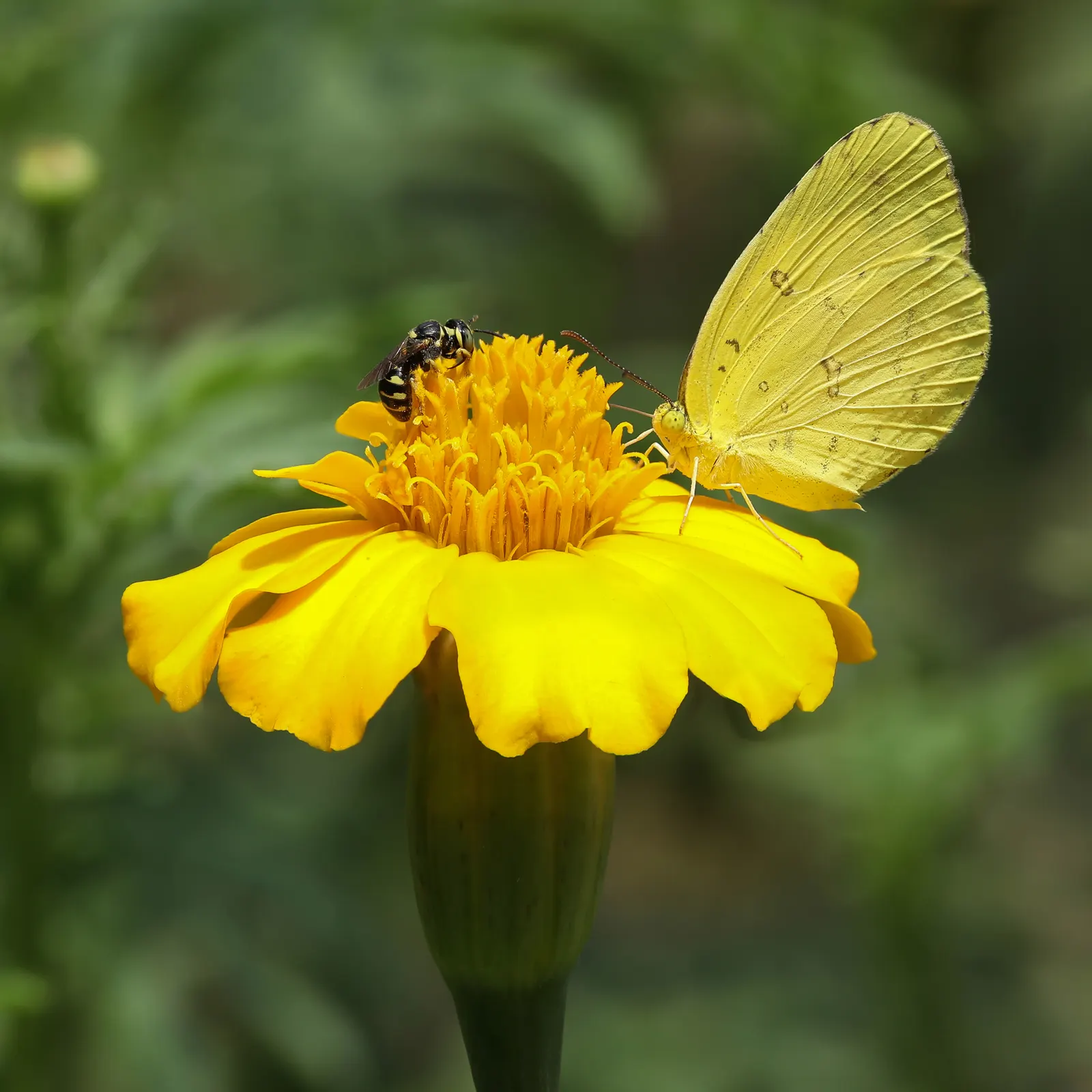 Mexican Tarragon (Tagetes Lucida) — is a vibrant perennial herb renowned for its fragrant