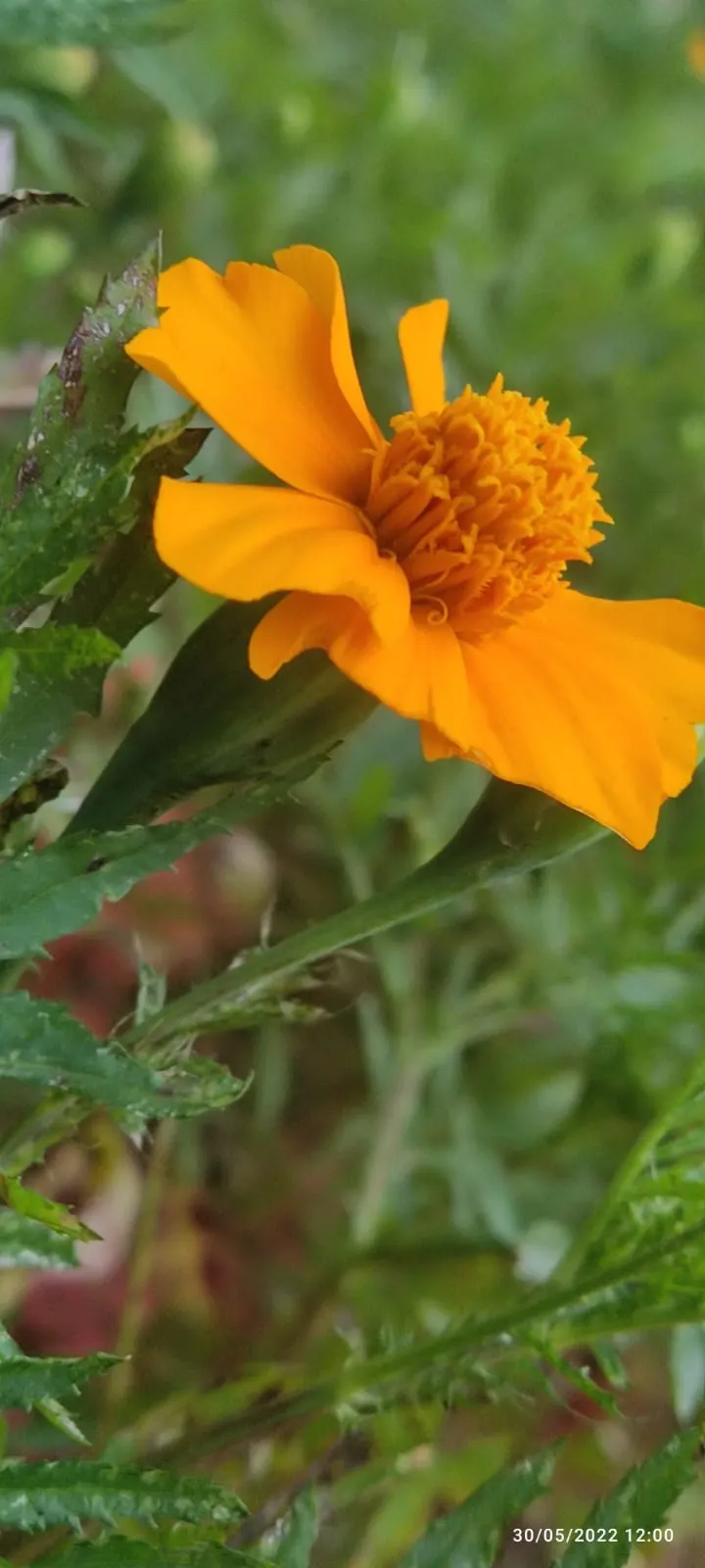Mexican Tarragon (Tagetes Lucida) — It prefers full sun exposure but can tolerate partial shade, making it versatile for various garden locations
