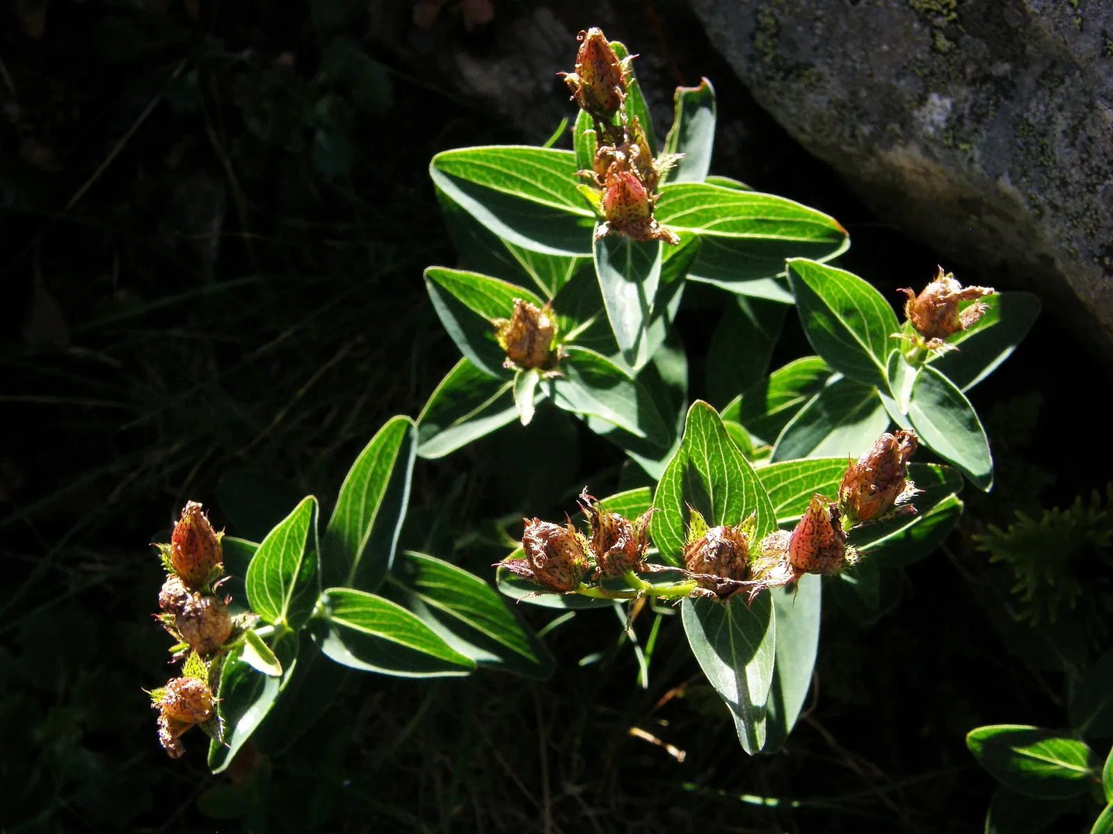 Mexican Tarragon (Tagetes Lucida) — or as a marigold substitute