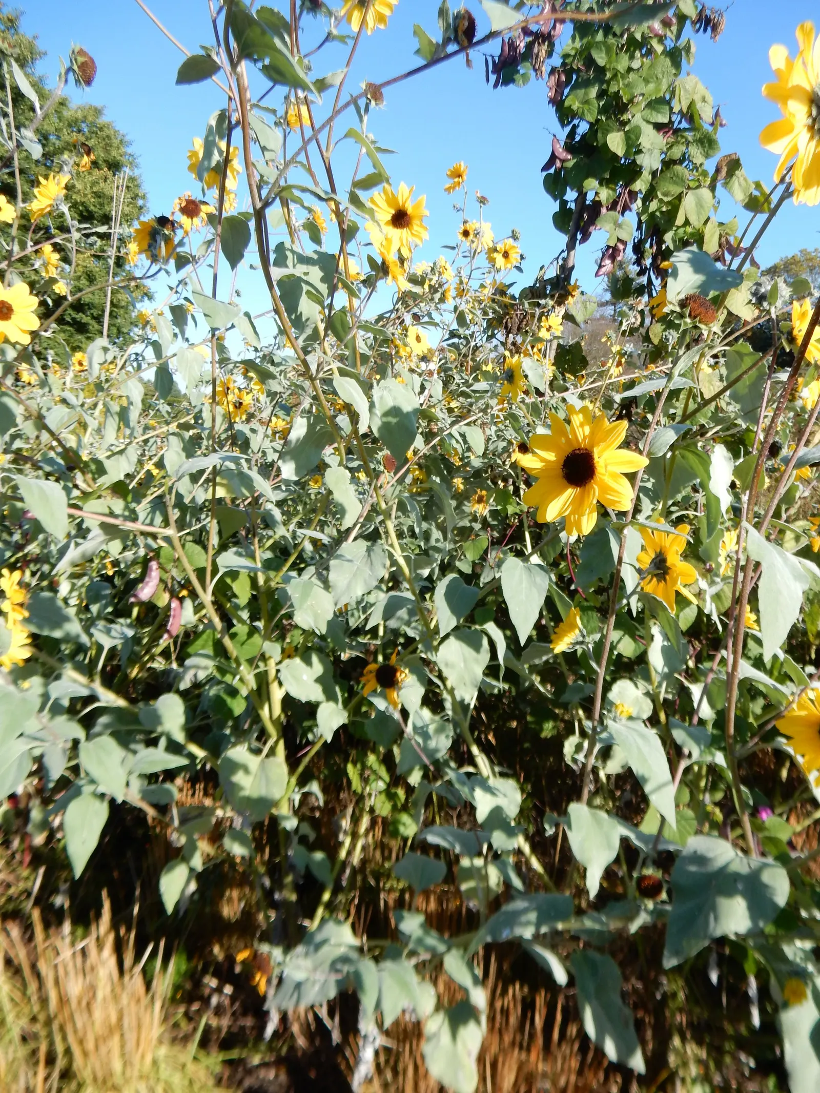 Mexican Tarragon (Tagetes Lucida) — thriving in USDA zones 8-11