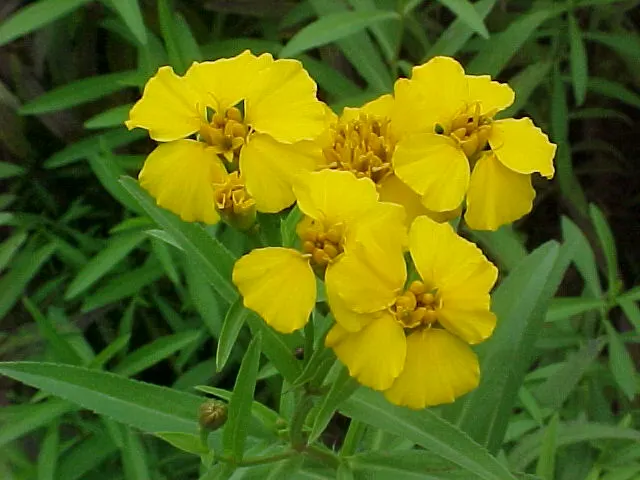 Mexican Tarragon (Tagetes Lucida) — Ideal for landscape design