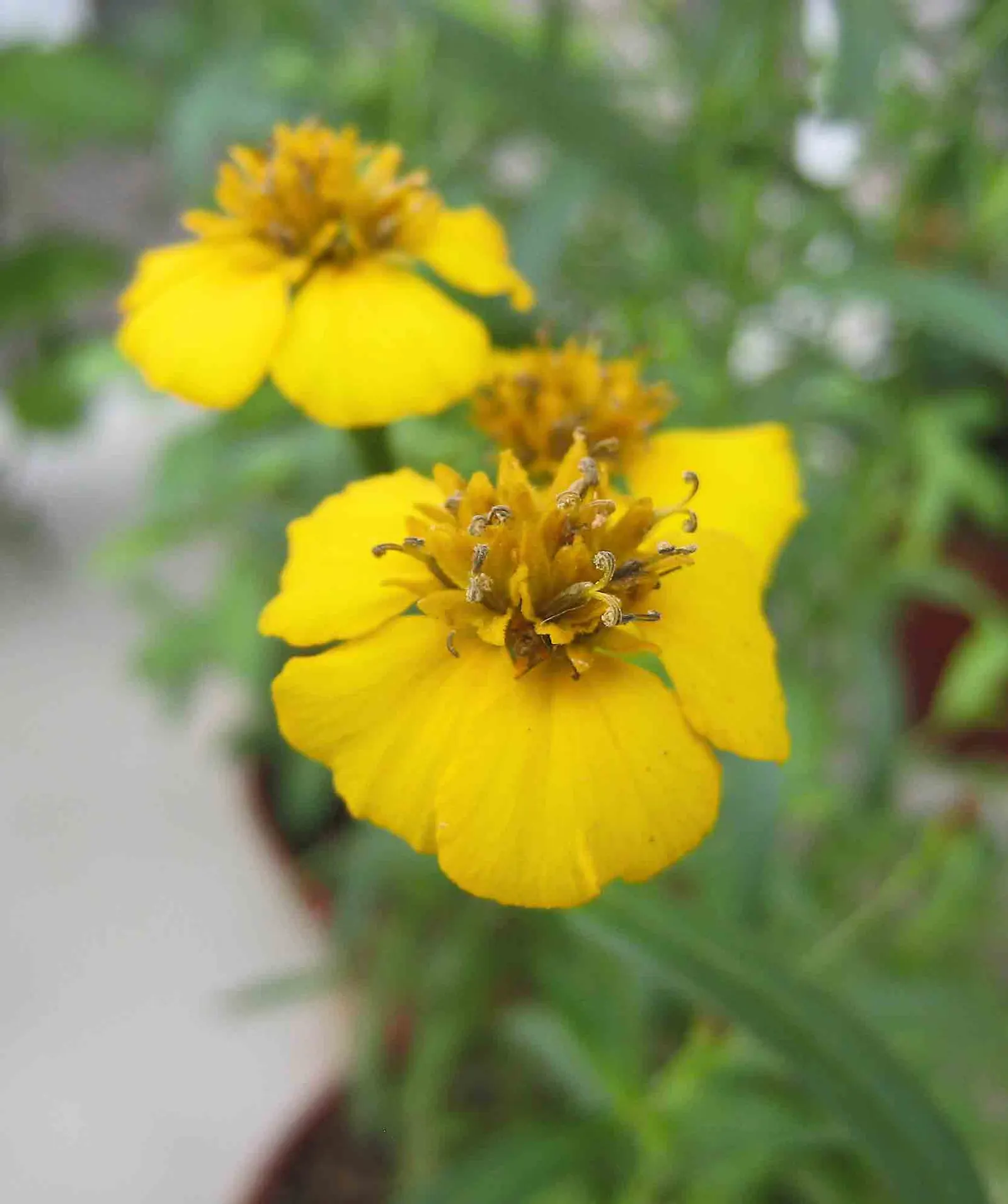 Mexican Tarragon (Tagetes Lucida) — the leaves of Tagetes lucida can be harvested for seasoning