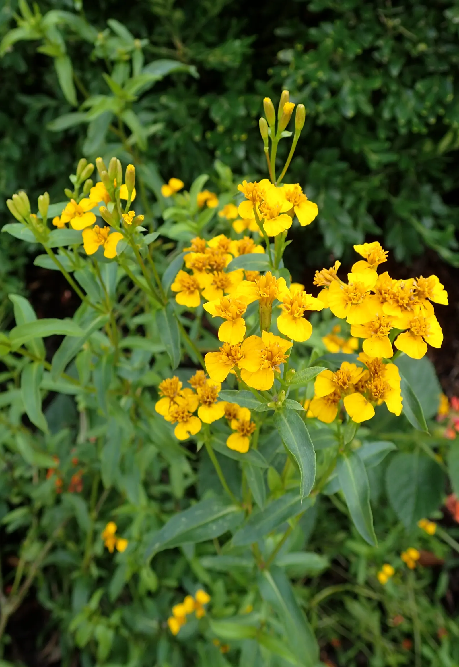 Mexican Tarragon (Tagetes Lucida) — its small but showy flowers attract butterflies and other beneficial pollinators