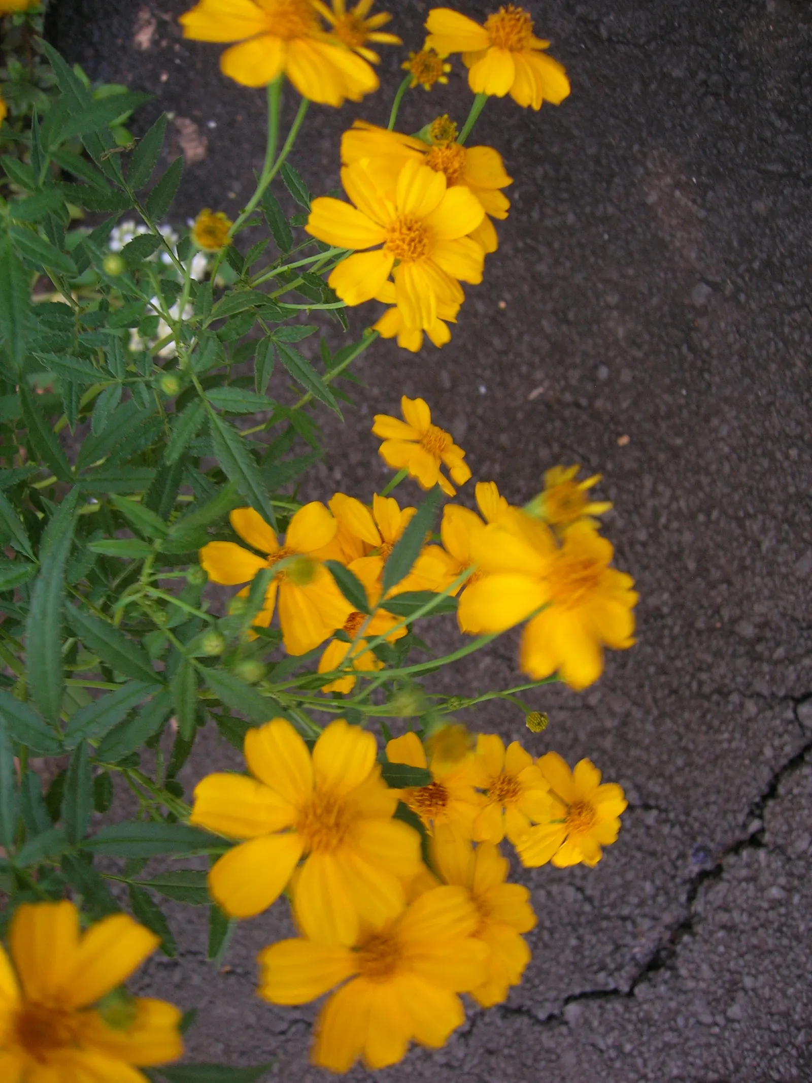 Mexican Tarragon (Tagetes Lucida) — also known as Mexican Mint Marigold or Spanish Tarragon