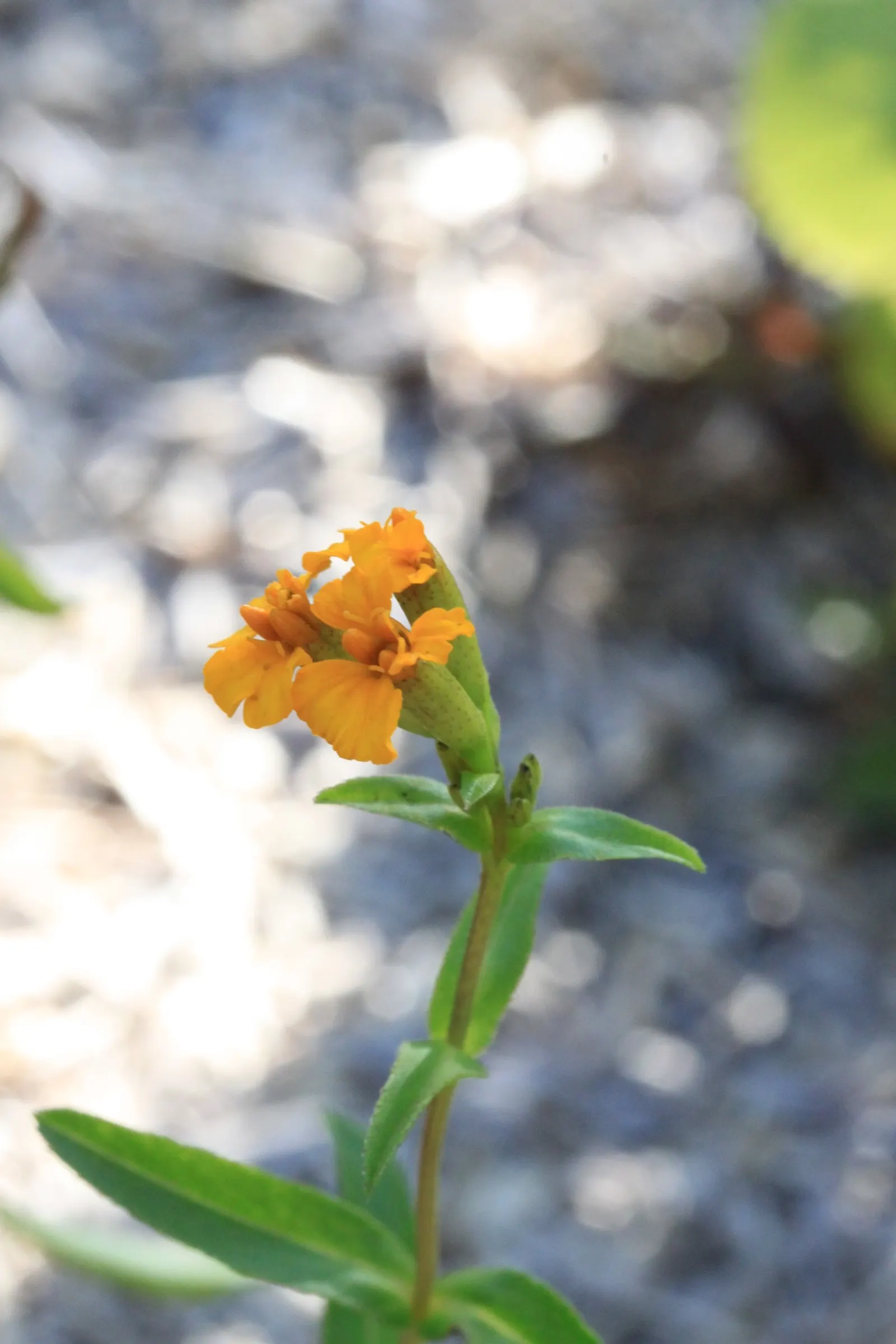 Mexican Tarragon (Tagetes Lucida) — Drought-tolerant and resistant to pests
