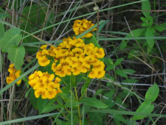 Mexican Tarragon (Tagetes Lucida) — gold and yellow flowers in the garden