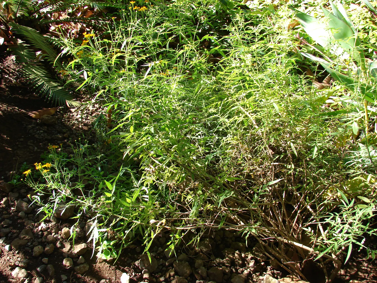 Mexican Tarragon (Tagetes Lucida) — perennial for full