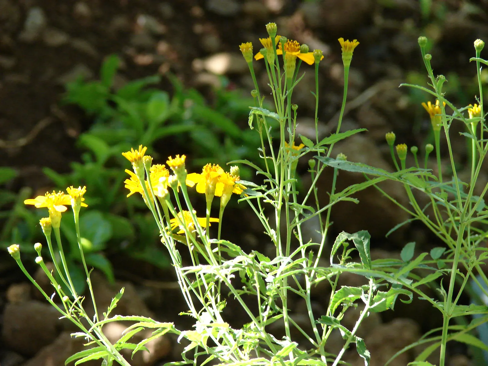 Mexican Tarragon (Tagetes Lucida) — Prefers full sun to partial shade and well-drained soil