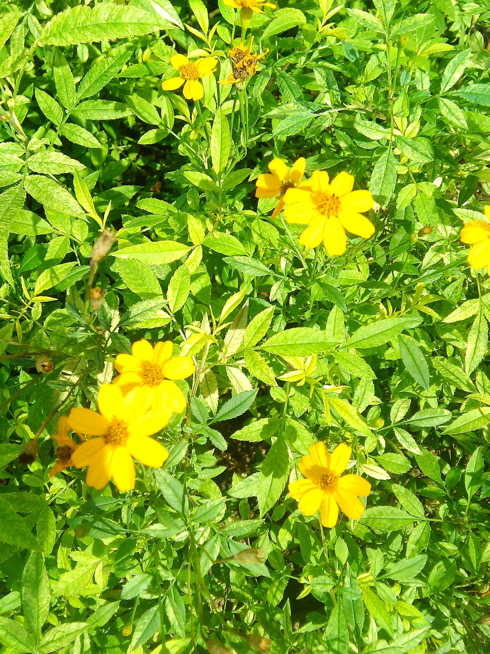 Mexican Tarragon (Tagetes Lucida) — particularly in dishes like soups