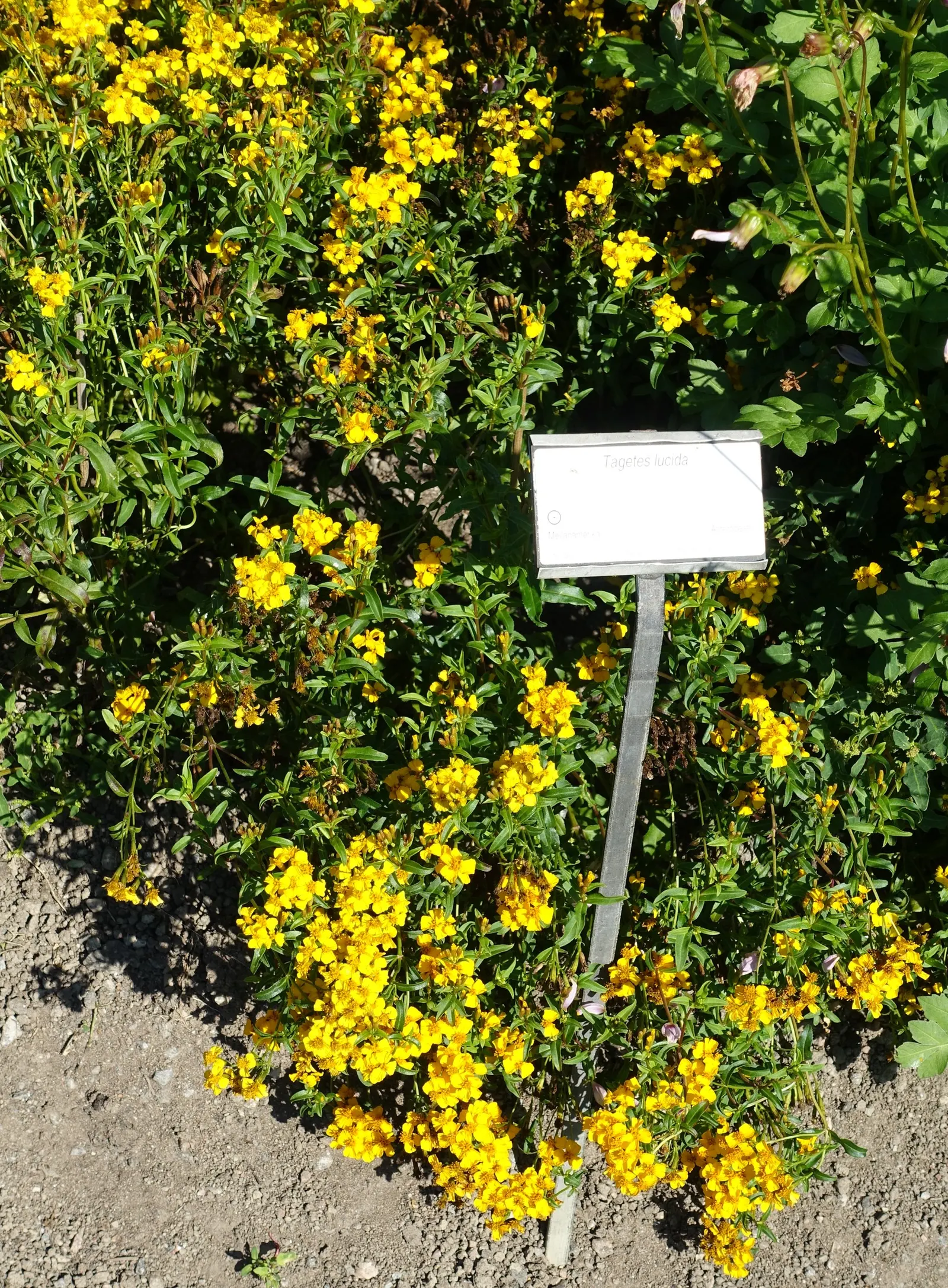 Mexican Tarragon (Tagetes Lucida) — providing a soothing licorice flavor.<br><br>In summary