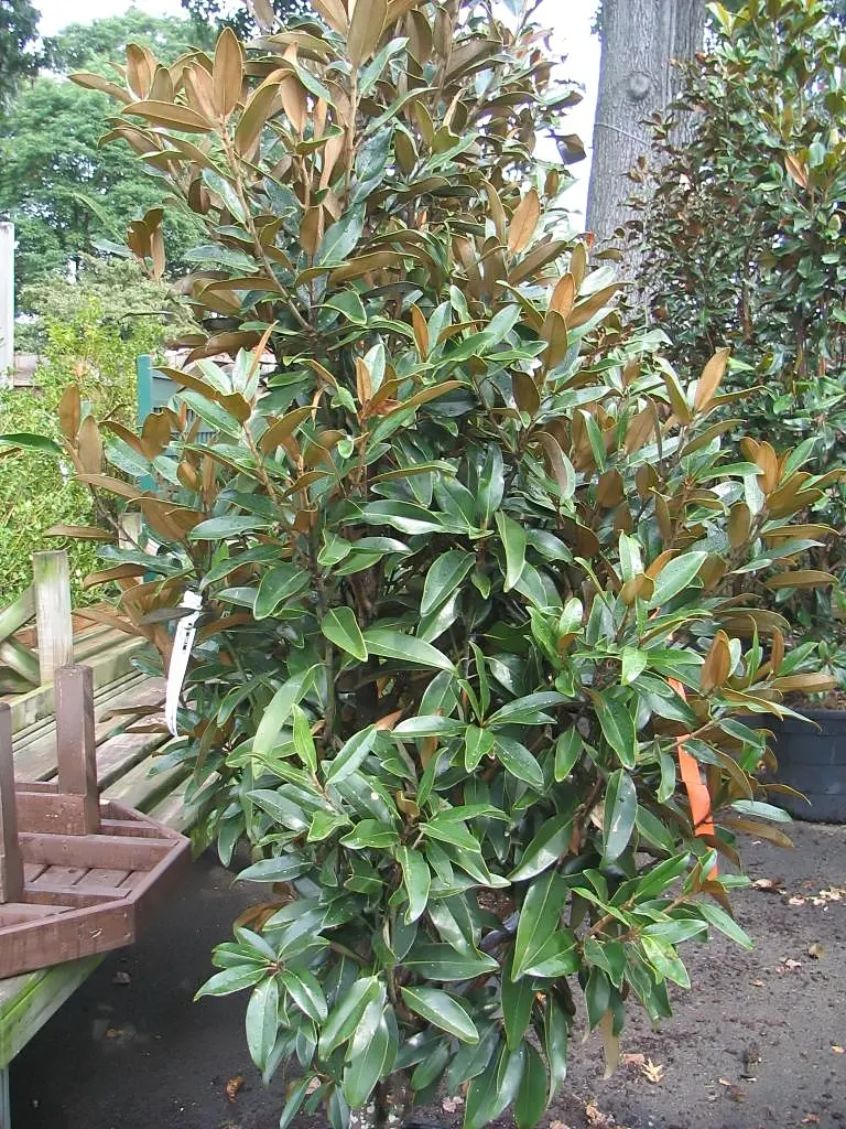 Alta‚Ñ¢ Southern Magnolia (Magnolia Grandiflora 'Alta') — The Alta‚Ñ¢ Southern Magnolia (Magnolia grandiflora 'Alta') is a sleek