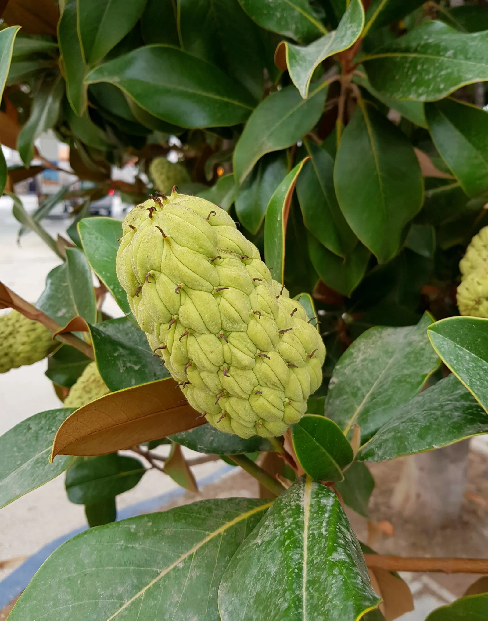 Alta‚Ñ¢ Southern Magnolia (Magnolia Grandiflora 'Alta') — Ideal as a privacy screen or vertical accent
