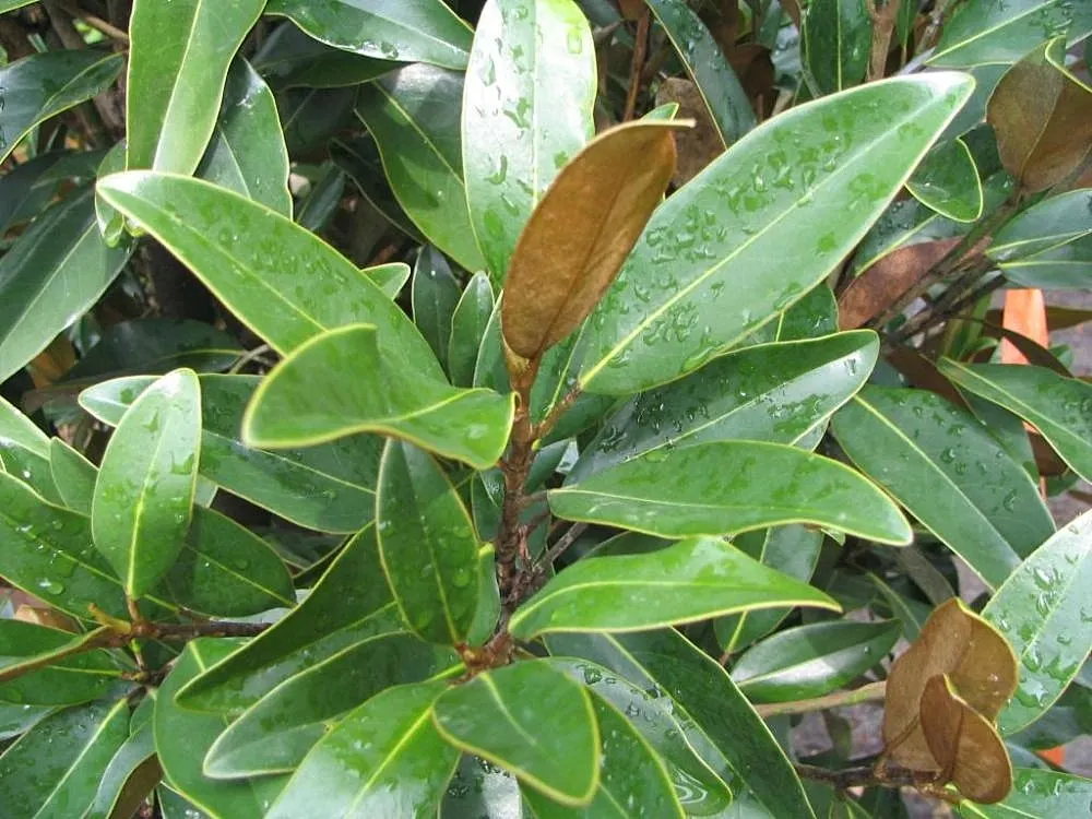Alta‚Ñ¢ Southern Magnolia (Magnolia Grandiflora 'Alta') — Noted for its glossy evergreen leaves and large, fragrant white flowers, it blooms late spring to