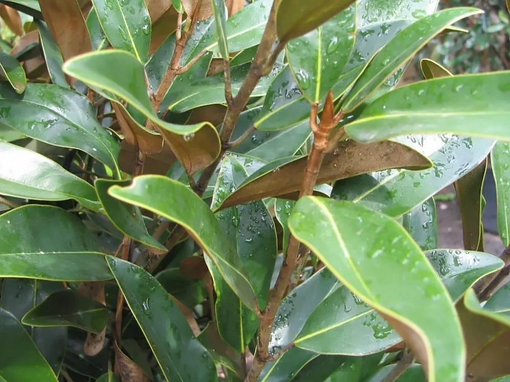 Alta‚Ñ¢ Southern Magnolia (Magnolia Grandiflora 'Alta') — columnar variety reaching about 20 feet tall and 10 feet wide