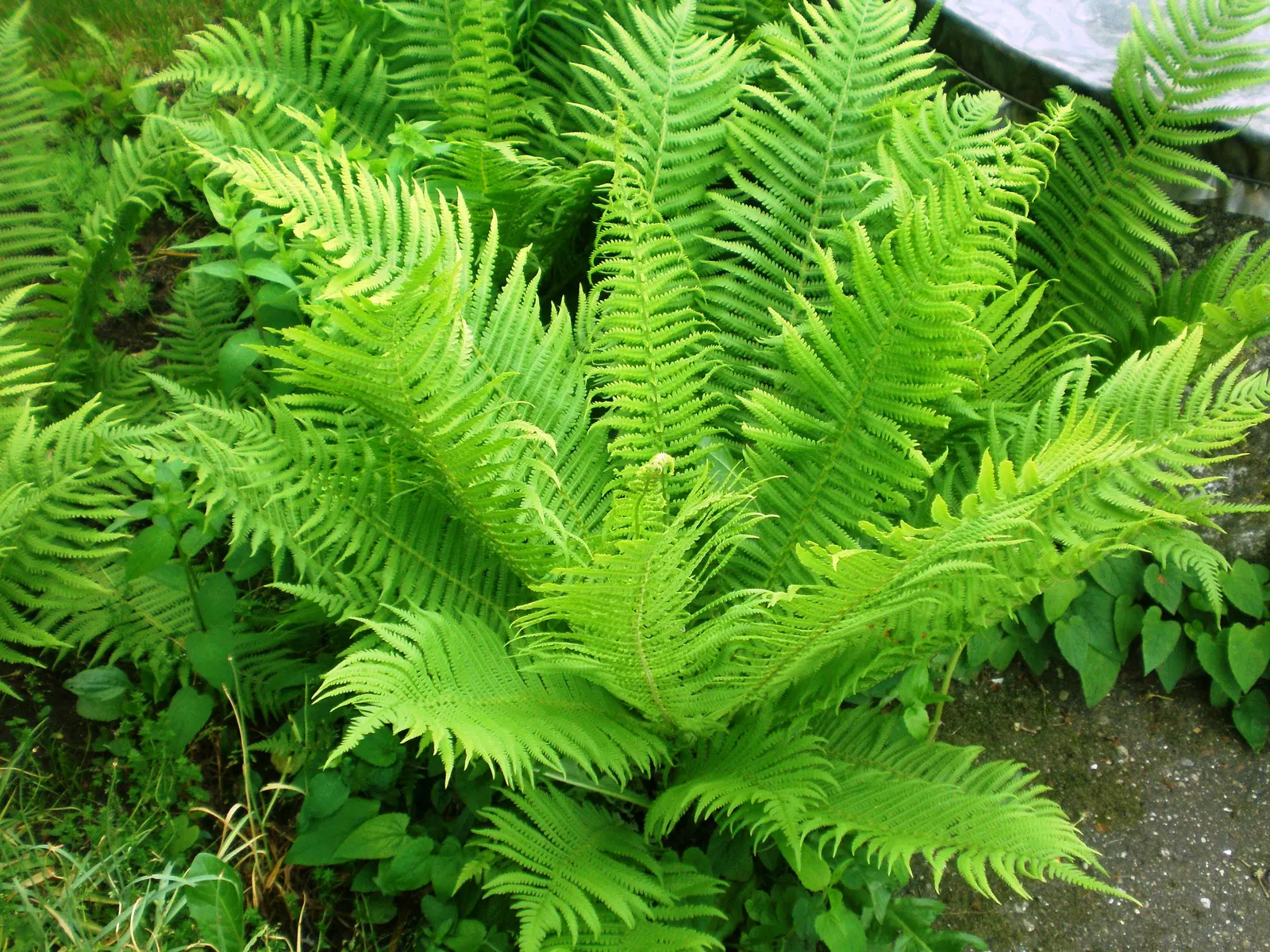 Ostrich Fern (Matteuccia Struthiopteris) — fern for half or shade; an enchanting addition to any woodland or shade garden
