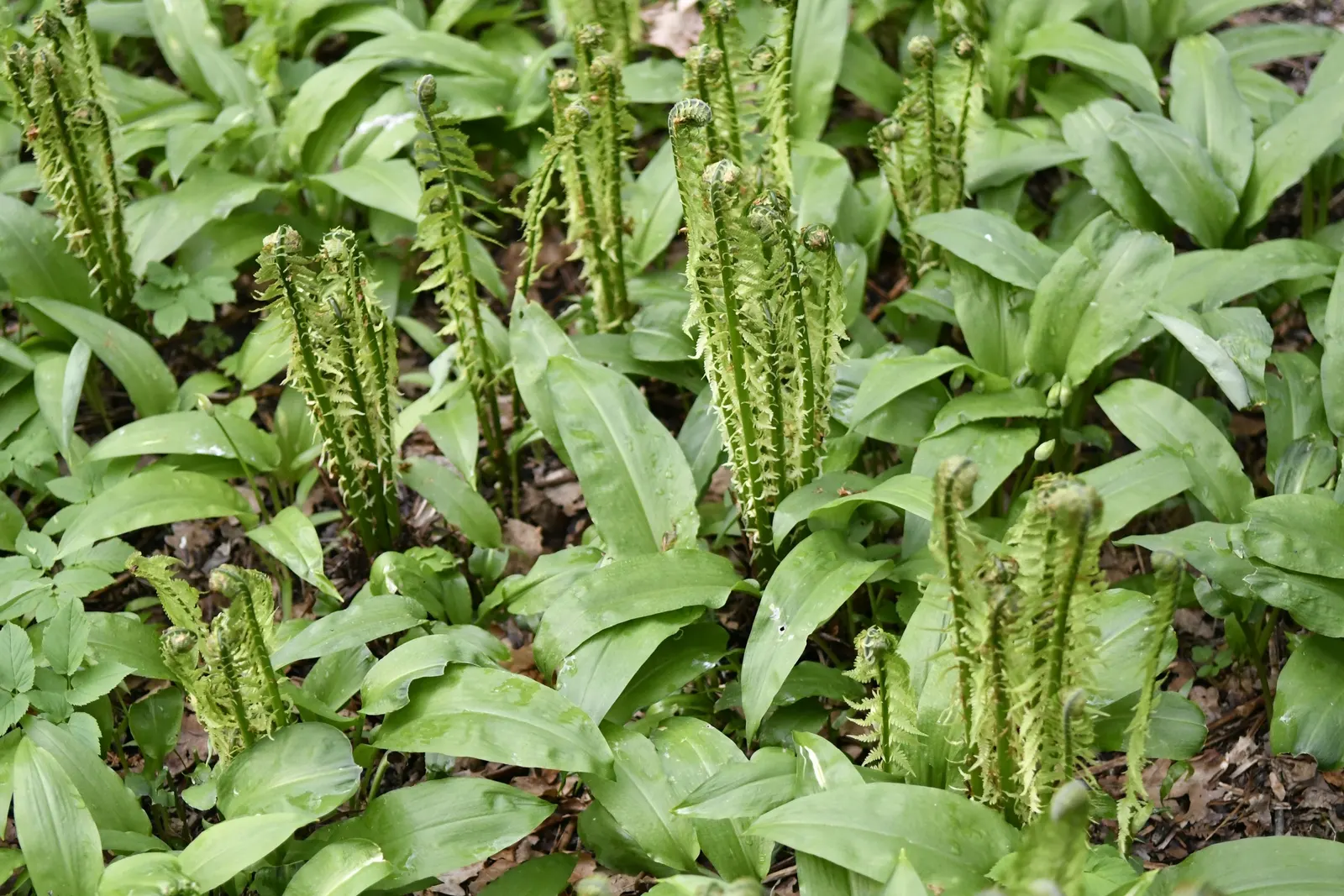 Ostrich Fern (Matteuccia Struthiopteris) — An enchanting addition to any woodland or shade garden