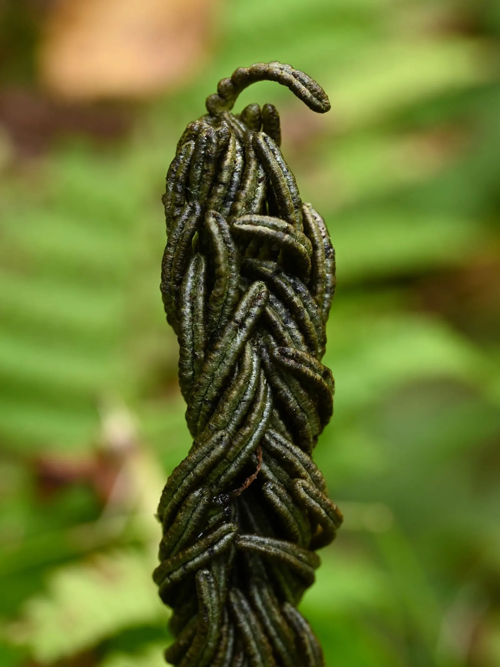 Ostrich Fern (Matteuccia Struthiopteris) — vase-like clumps which can spread to form a dense colony when happily situated; the Ostrich Fern offers, image 67
