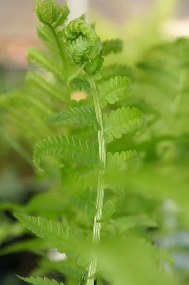 Ostrich Fern (Matteuccia Struthiopteris) — A generous layer of mulch will help to maintain soil moisture and keep root systems cool; especially during dry