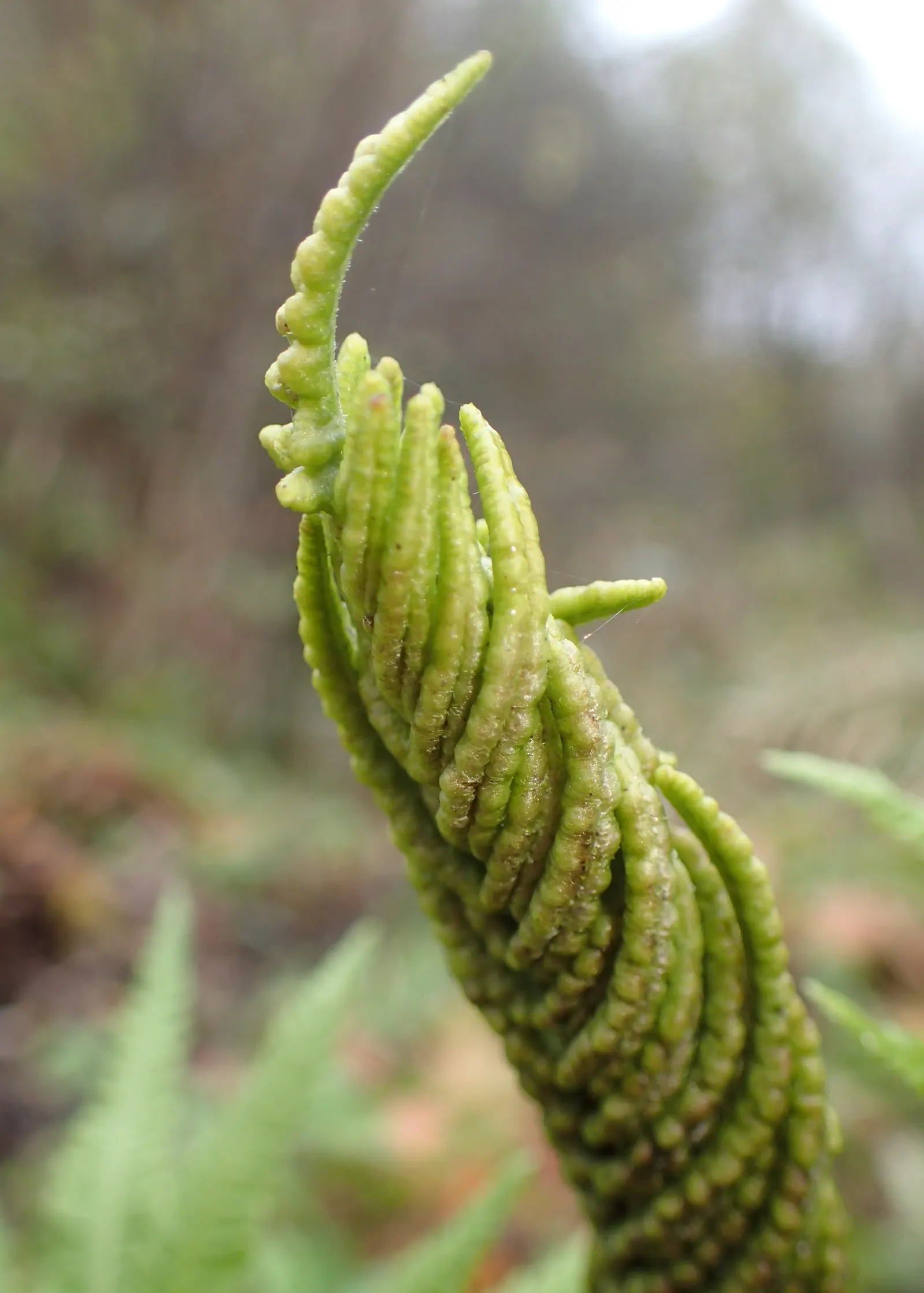 Ostrich Fern (Matteuccia Struthiopteris) — is a deciduous perennial that brings an elegant and lush greenery to any shaded landscape design