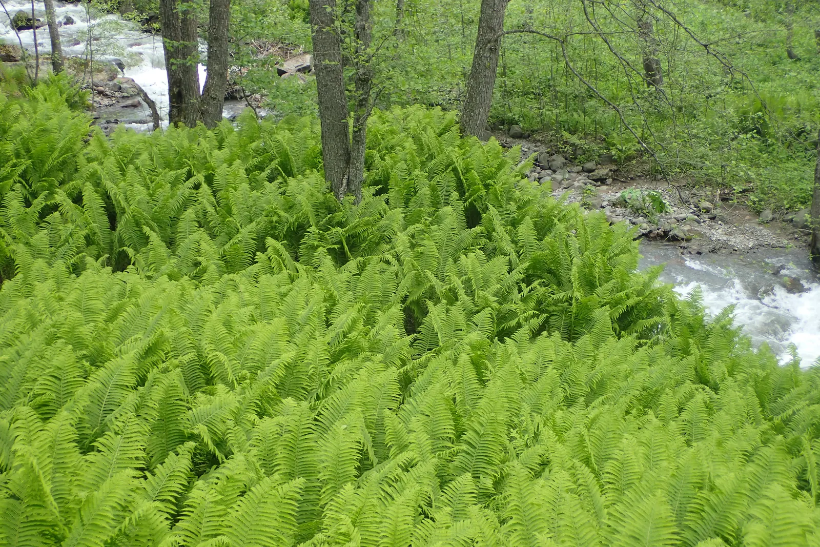 Ostrich Fern (Matteuccia Struthiopteris) — These ferns typically grow to a height ranging from 3 to 6 feet with a similar spread; a generous layer, image 63