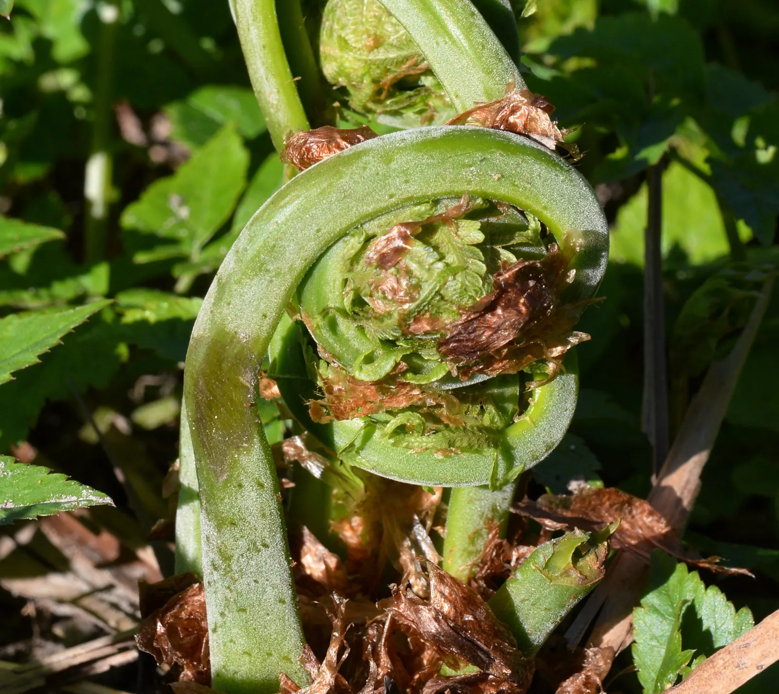 Ostrich Fern (Matteuccia Struthiopteris) — is a deciduous perennial that brings an elegant and lush greenery to any shaded landscape design; known botanically