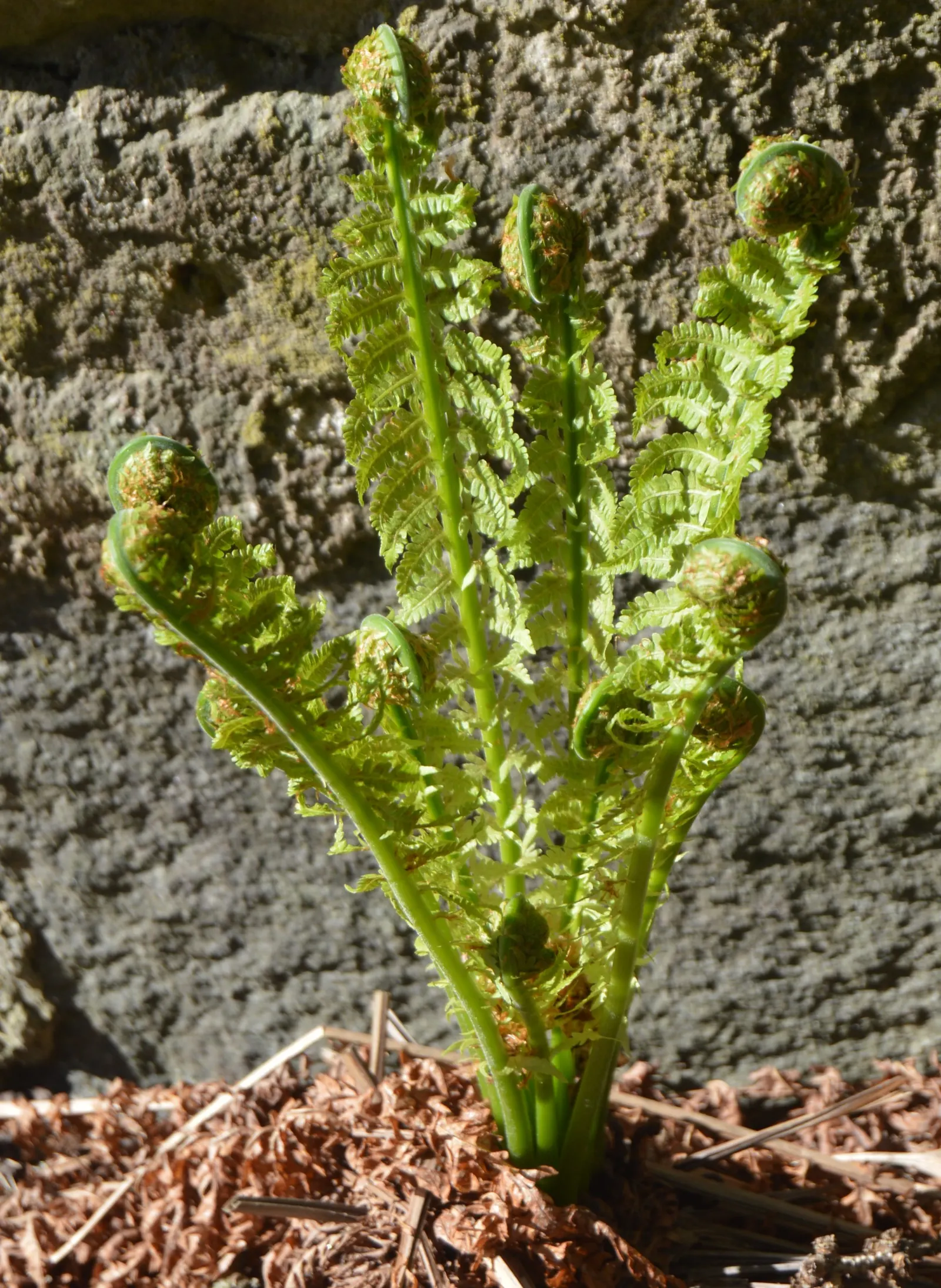 Ostrich Fern (Matteuccia Struthiopteris) — With its stately, vase-like clumps, it unfurls feather-like fronds reaching 3-6 feet in height; these, image 80